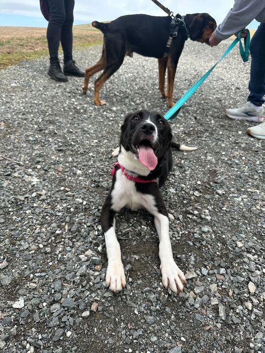 Enlarge Clyde , an adoptable mixed breed in Maidens, VA image 4/4