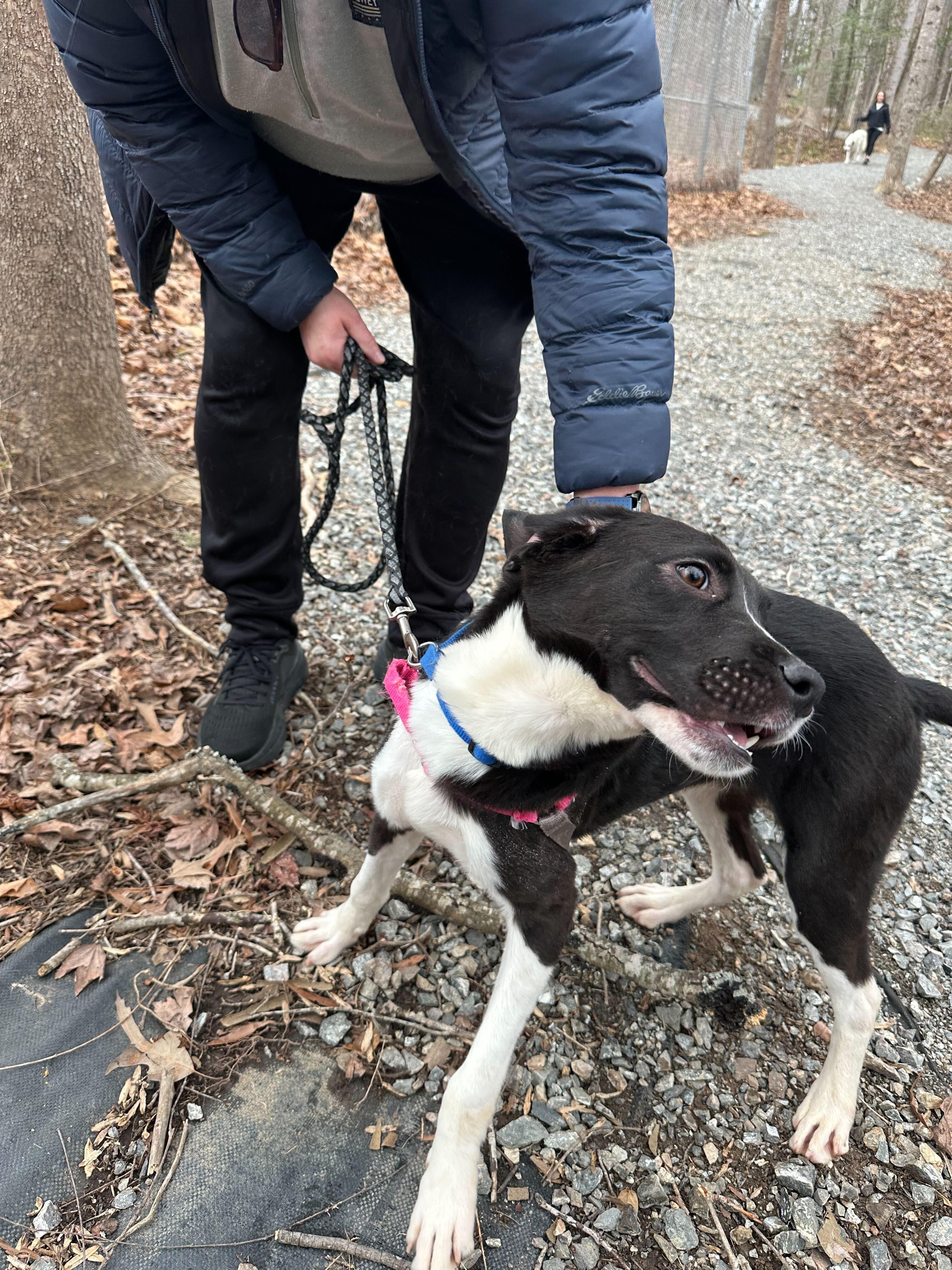 Enlarge Clyde , a ADOPTABLE mixed breed in Maidens, VA image 2/2