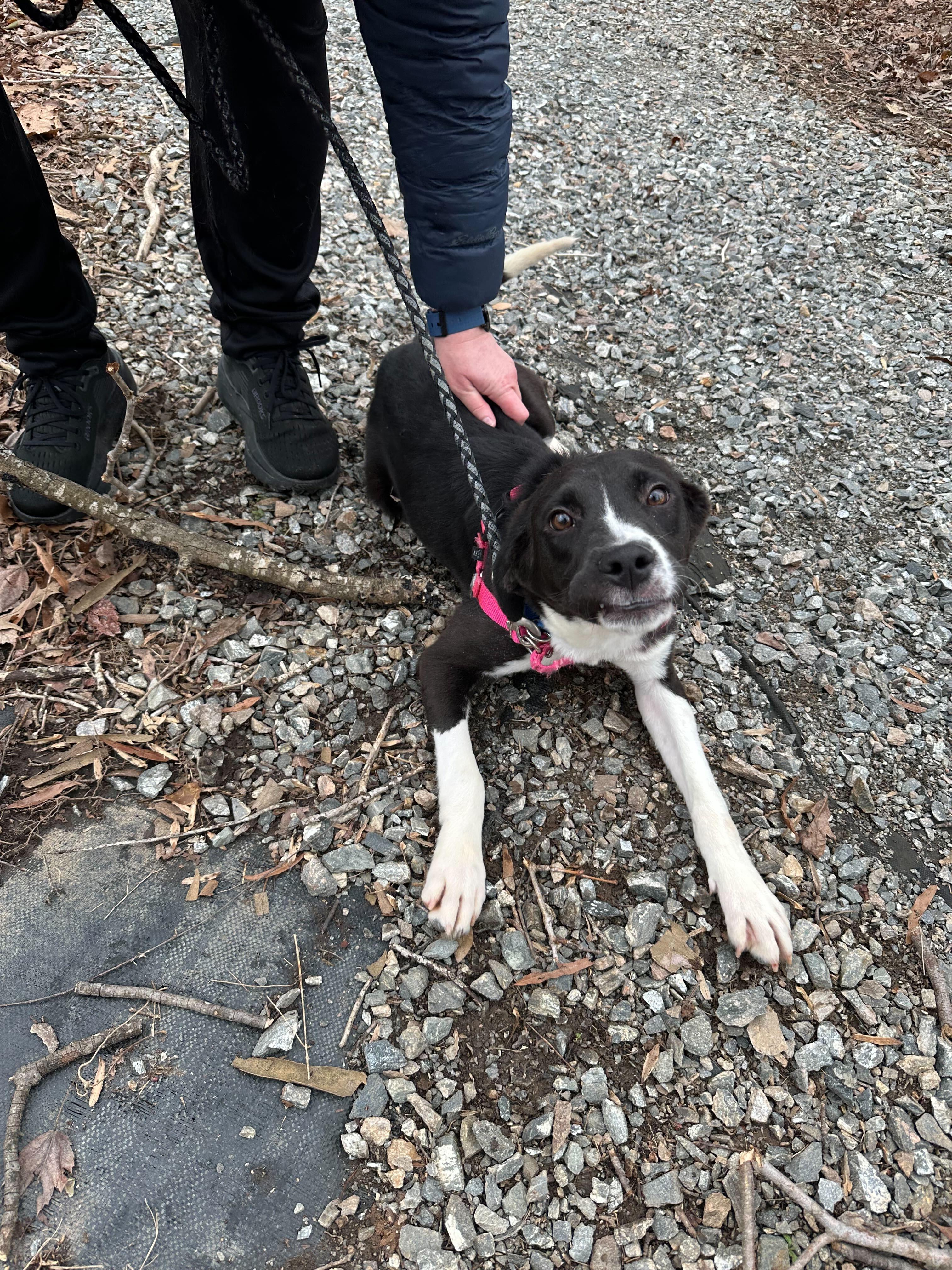 Enlarge Clyde , a ADOPTABLE mixed breed in Maidens, VA image 1/2