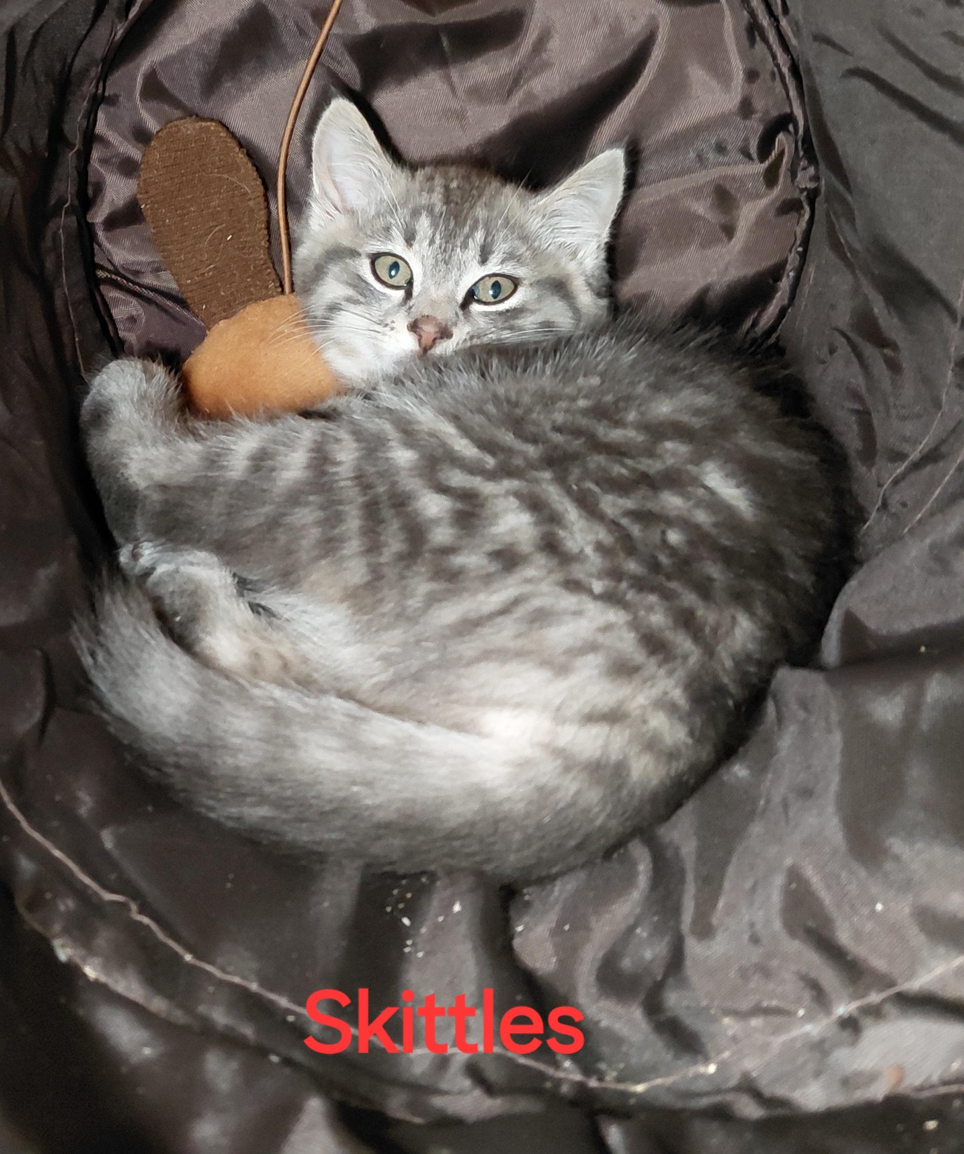 Enlarge Skittles, a ADOPTABLE Domestic Medium Hair in Bethpage, NY image 1/3