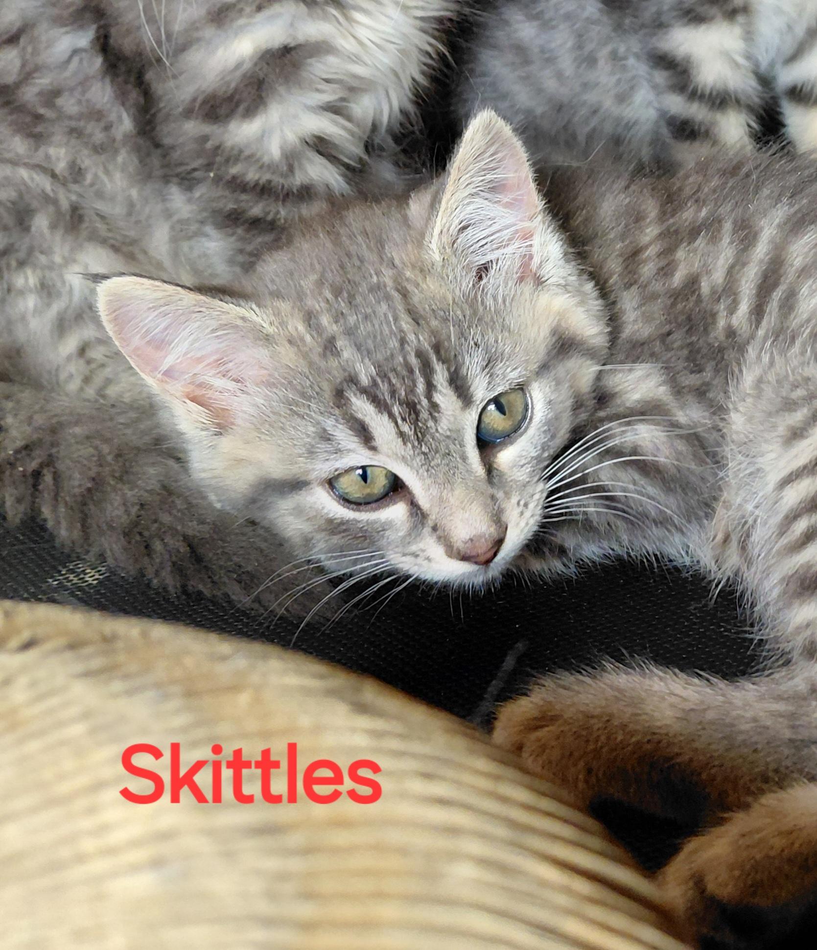 Enlarge Skittles, a ADOPTABLE Domestic Medium Hair in Bethpage, NY image 3/3
