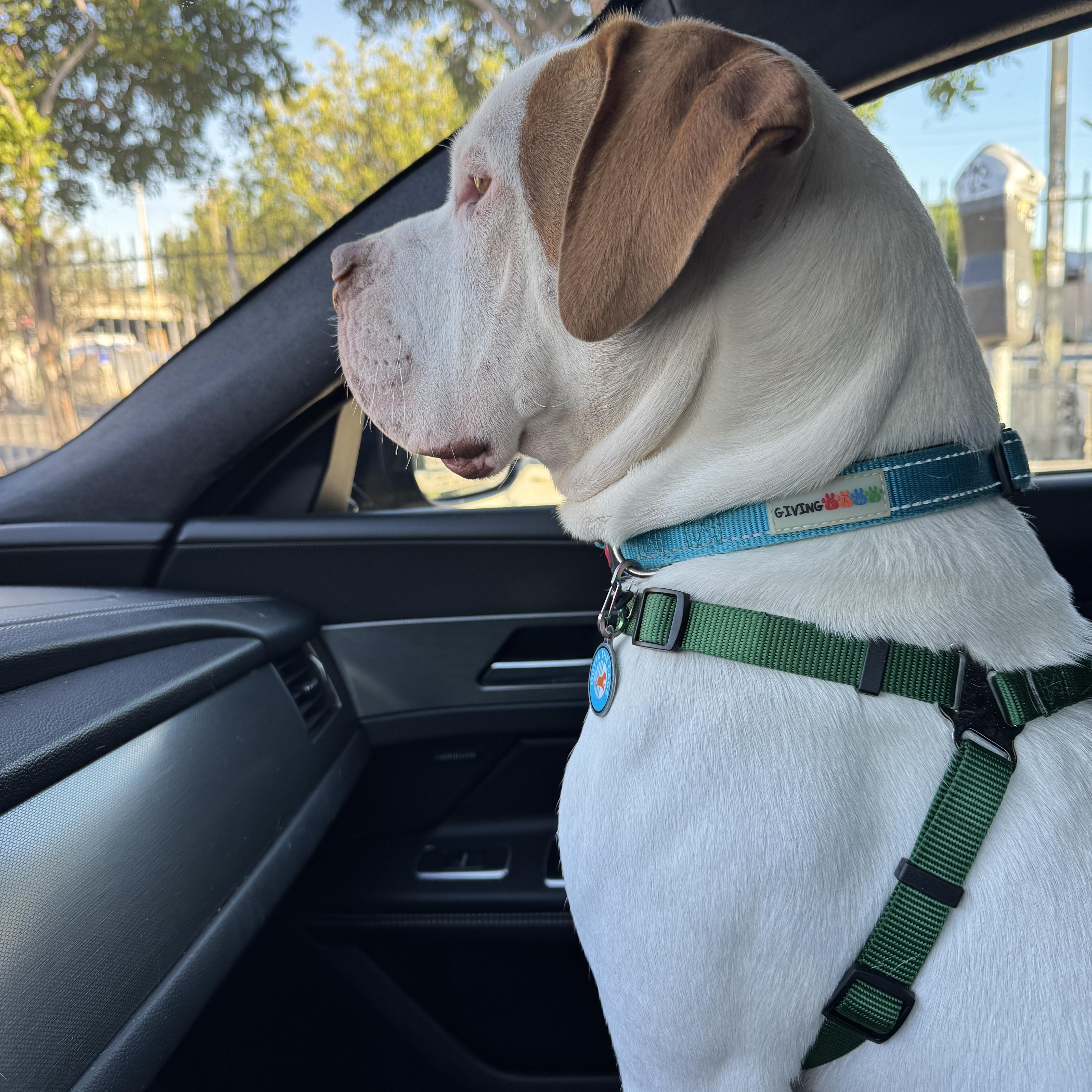 Scottie, a Adopted American Bulldog in Encino, CA image 4/5