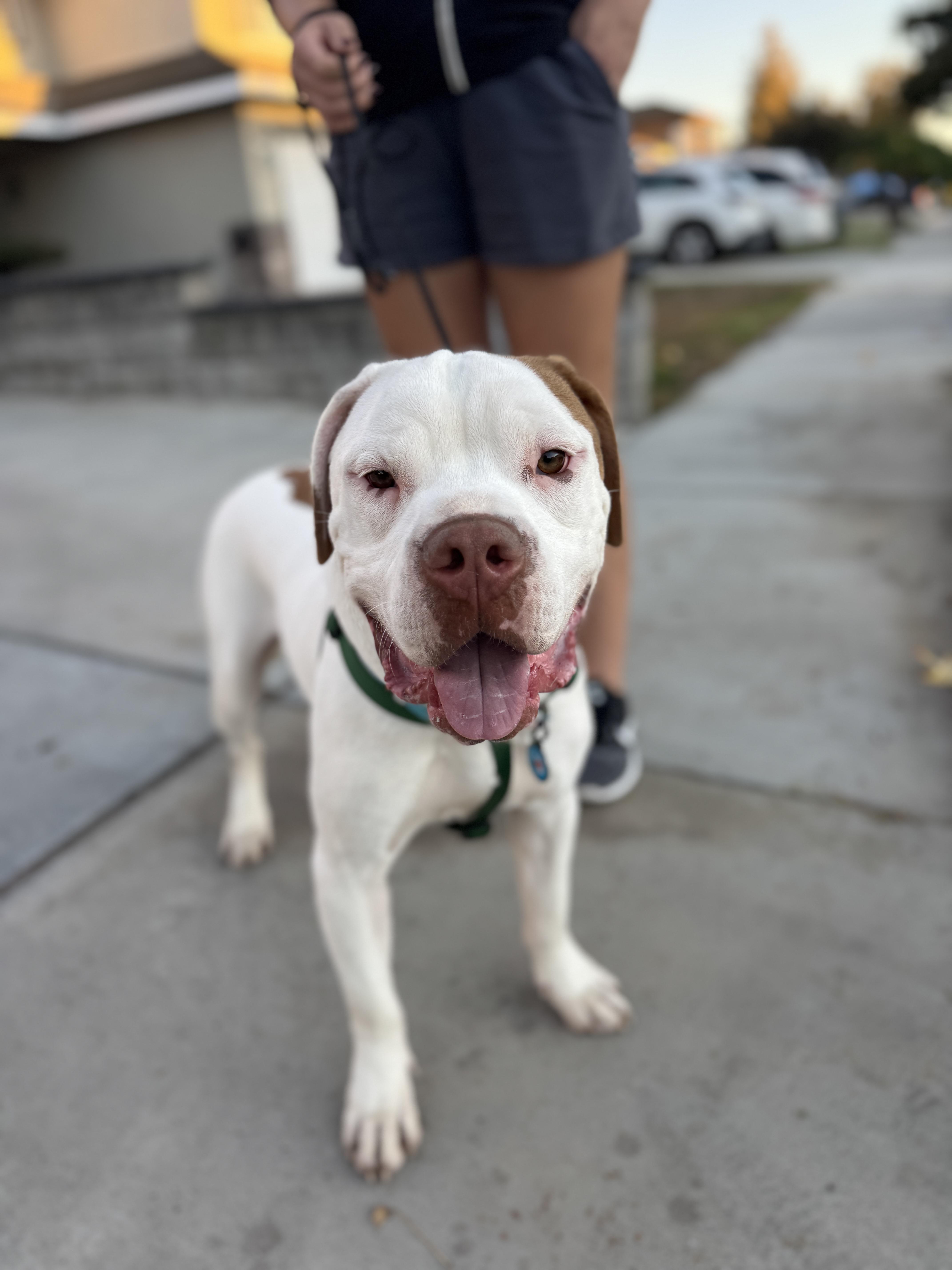 Scottie, a Adopted American Bulldog in Encino, CA image 1/5