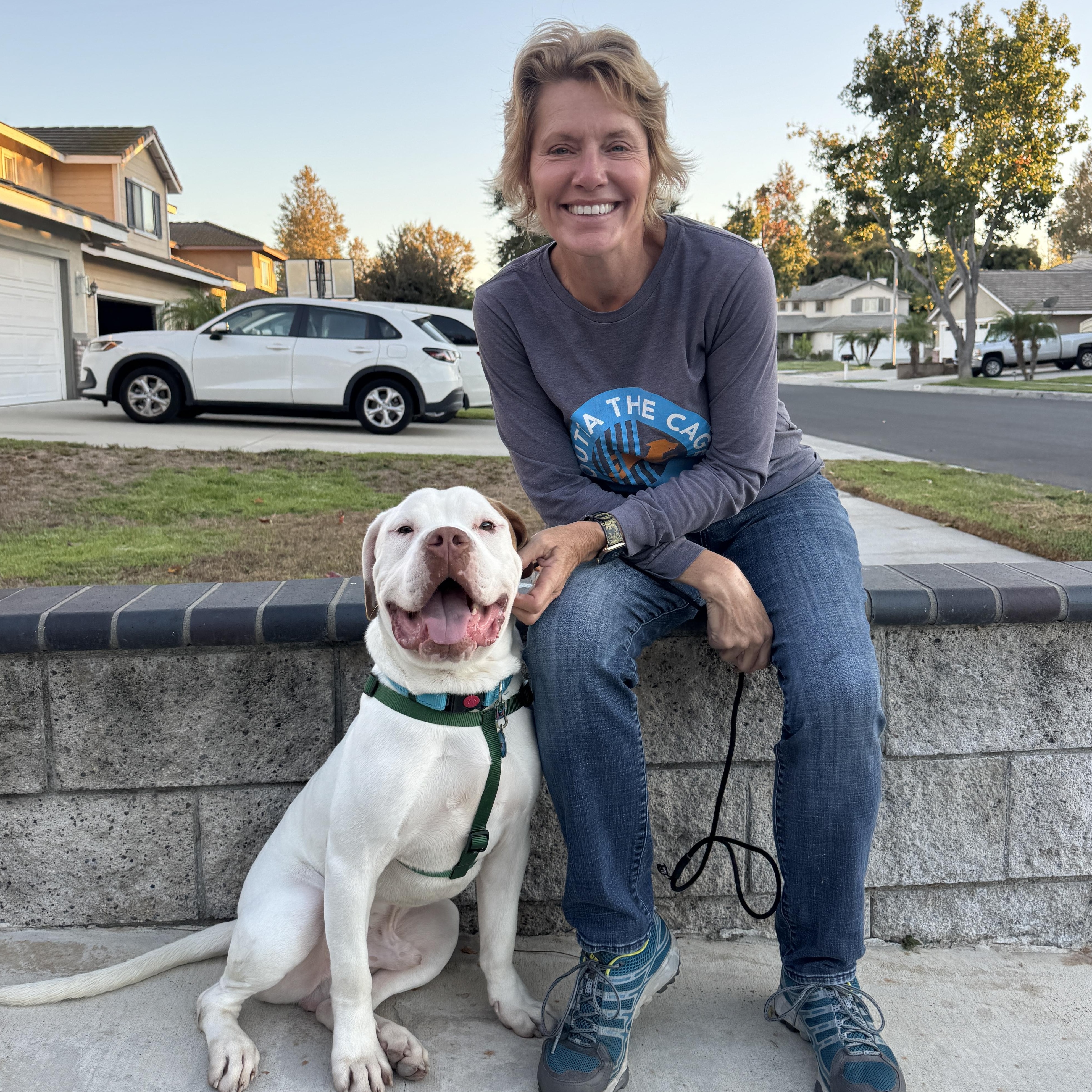 Scottie, a Adopted American Bulldog in Encino, CA image 2/5