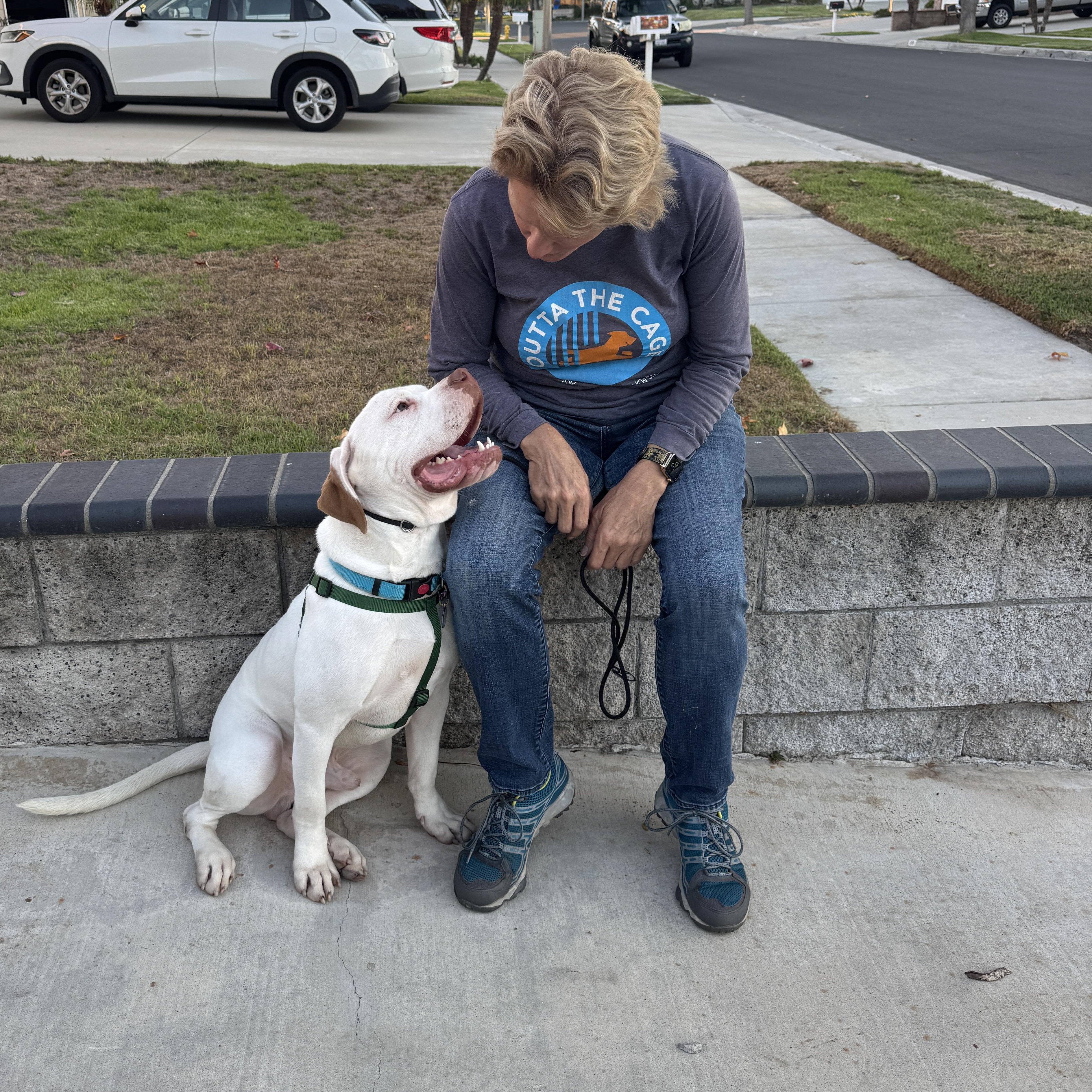 Scottie, a Adopted American Bulldog in Encino, CA image 3/5