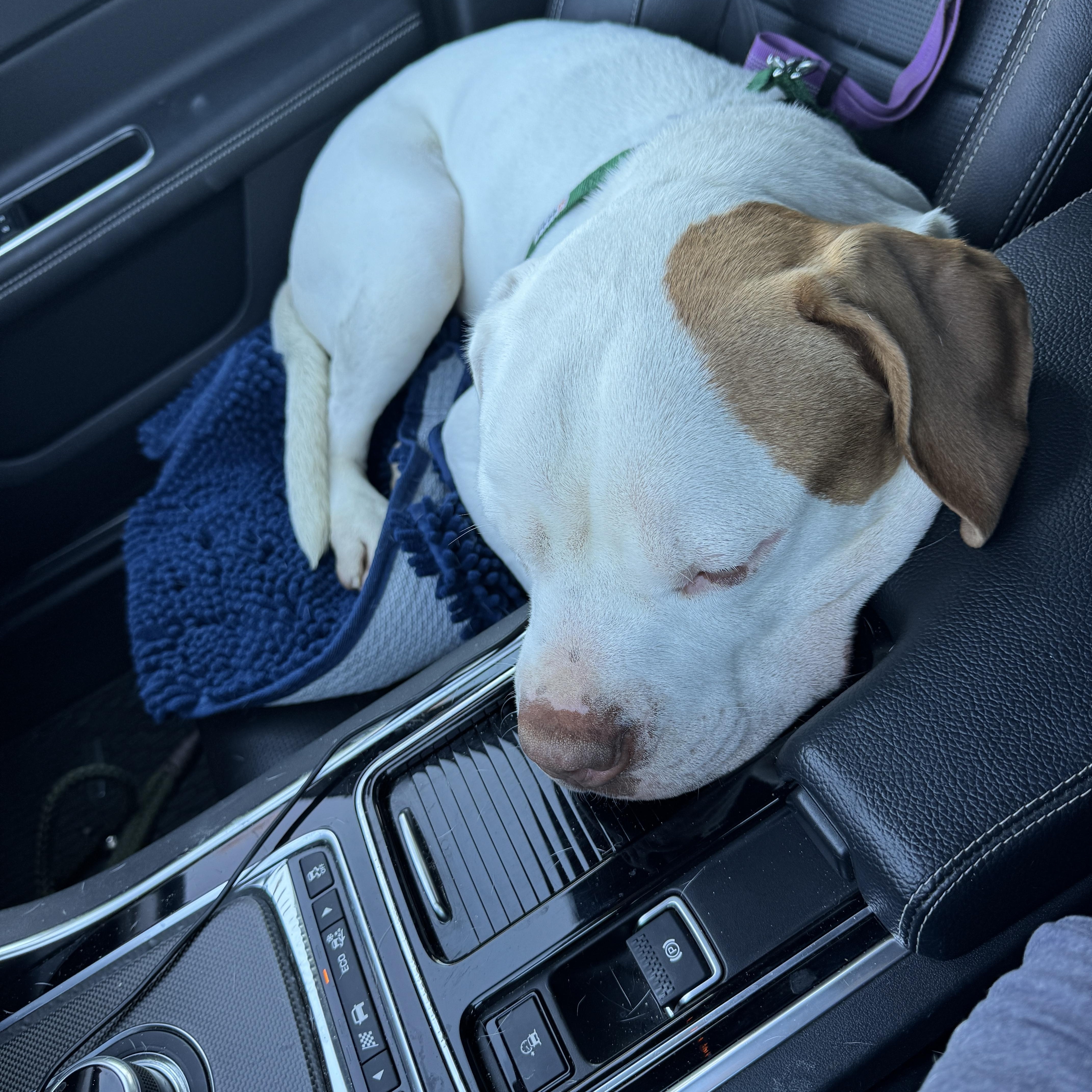 Scottie, a Adopted American Bulldog in Encino, CA image 5/5