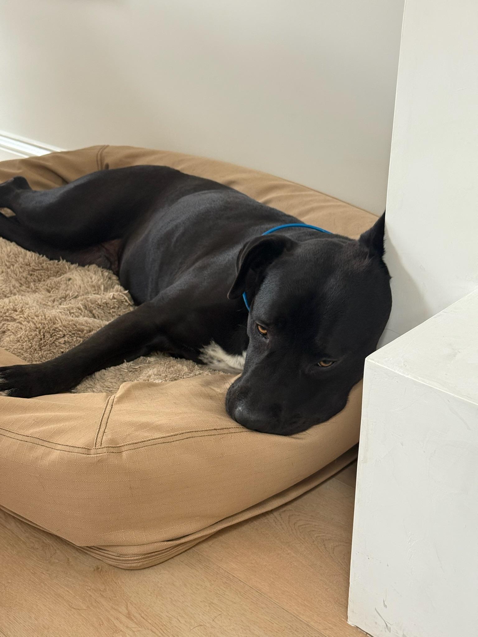 Luna, a Adoptable mixed breed in Weston, MA image 4/6