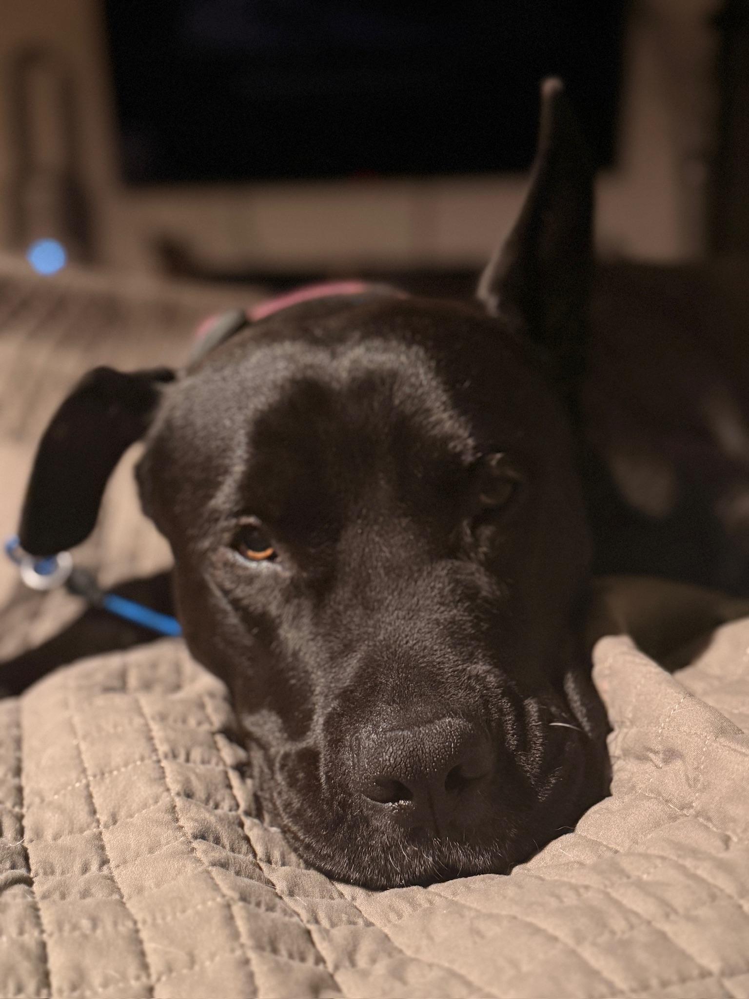 Luna, a Adoptable mixed breed in Weston, MA image 3/6