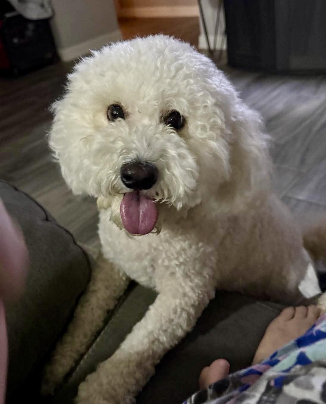 Enlarge Gunny, a Adopted mixed breed in Manchester, NH image 3/5