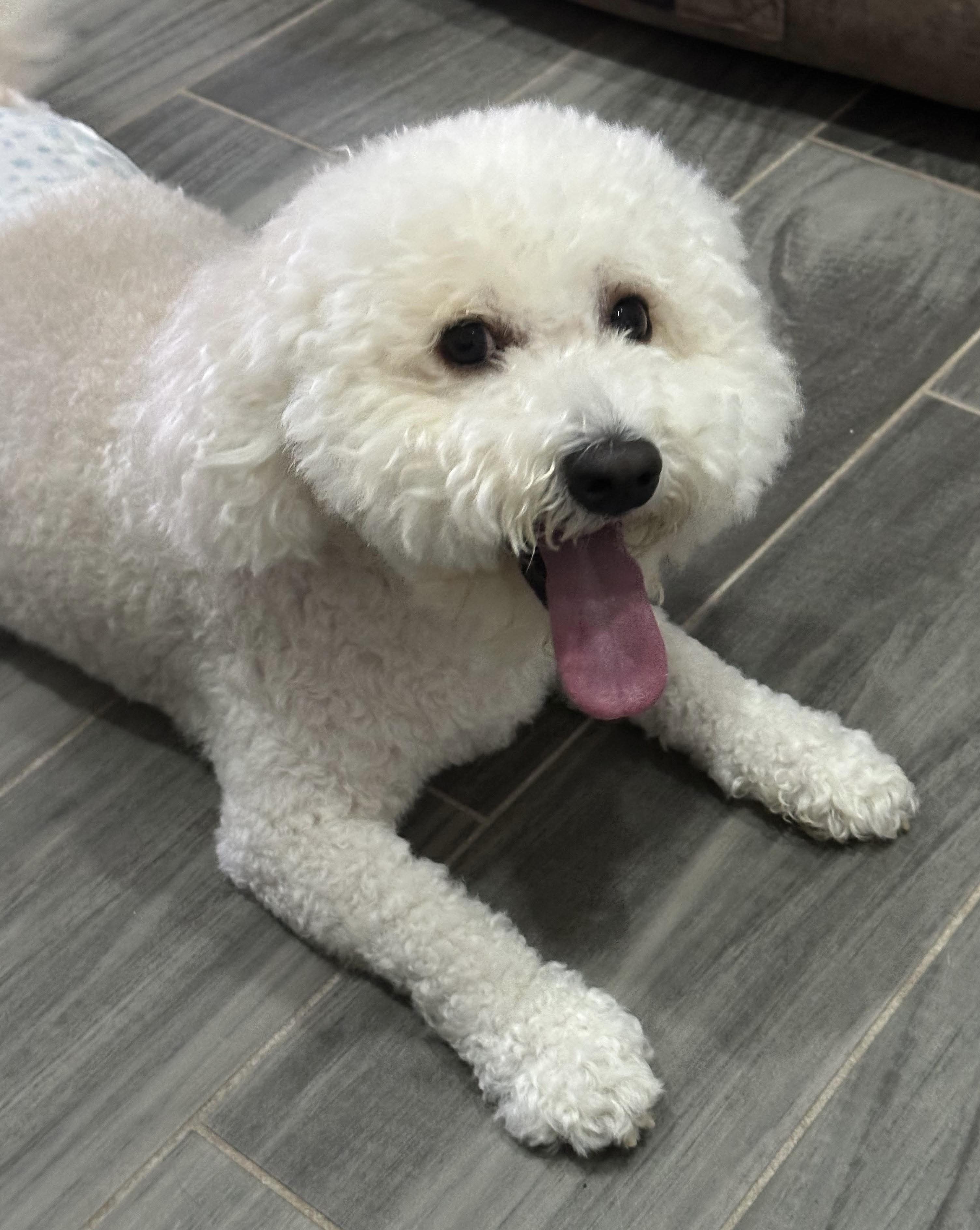 Enlarge Gunny, a Adopted mixed breed in Manchester, NH image 1/5