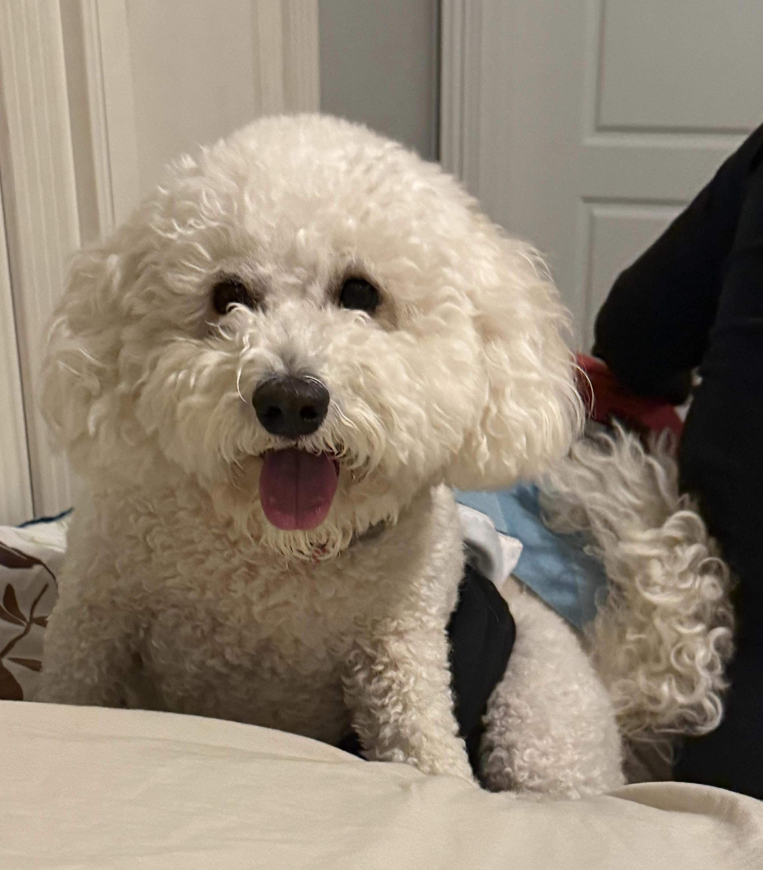 Enlarge Gunny, a Adopted mixed breed in Manchester, NH image 5/5