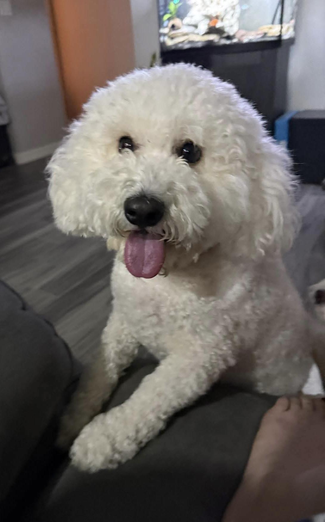 Enlarge Gunny, a Adopted mixed breed in Manchester, NH image 4/5