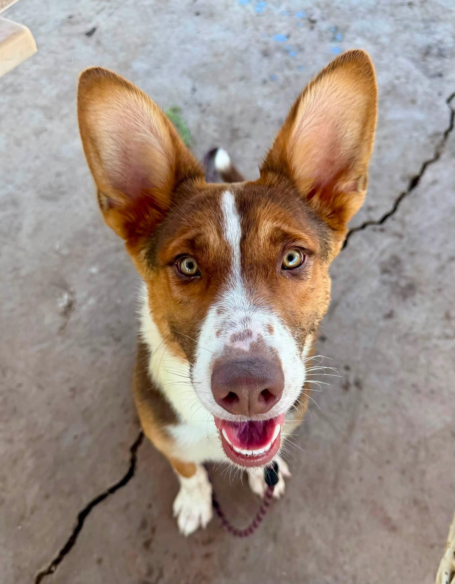 Lanie-Lola Bunny, Adopted, Young Female Corgi & Australian Shepherd.