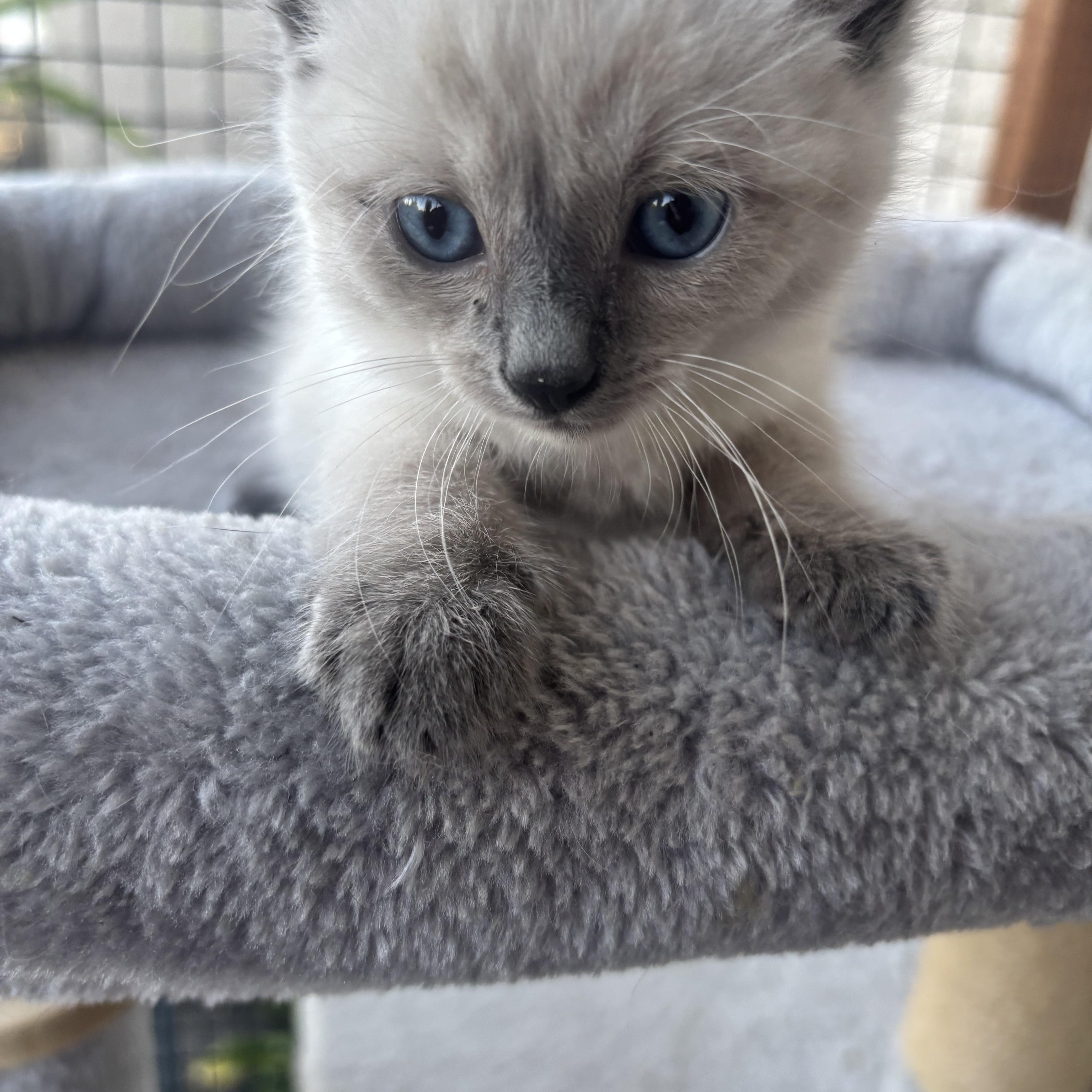 Romeo, a ADOPTABLE Snowshoe in Costa Mesa, CA image 2/3