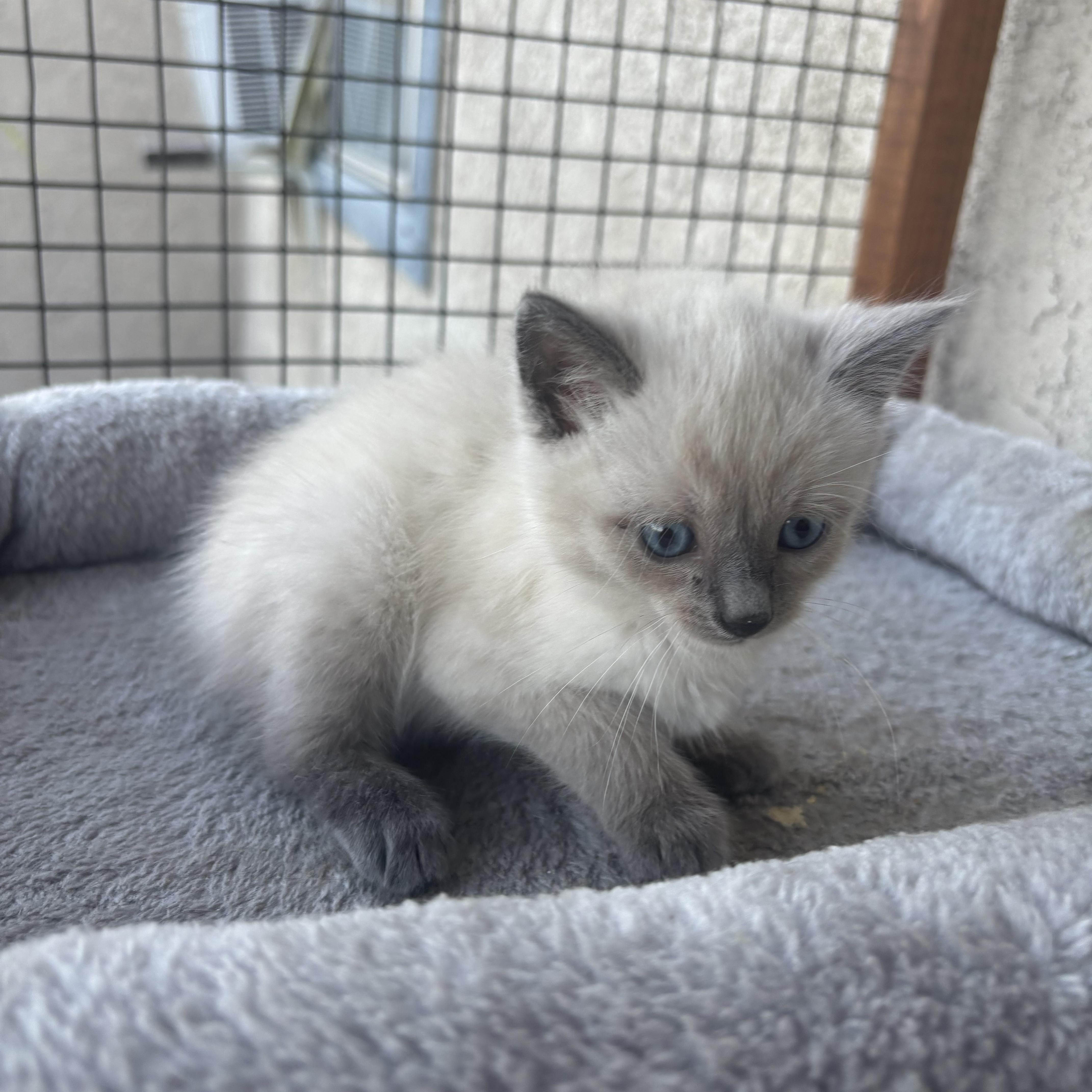 Romeo, a ADOPTABLE Snowshoe in Costa Mesa, CA image 3/3