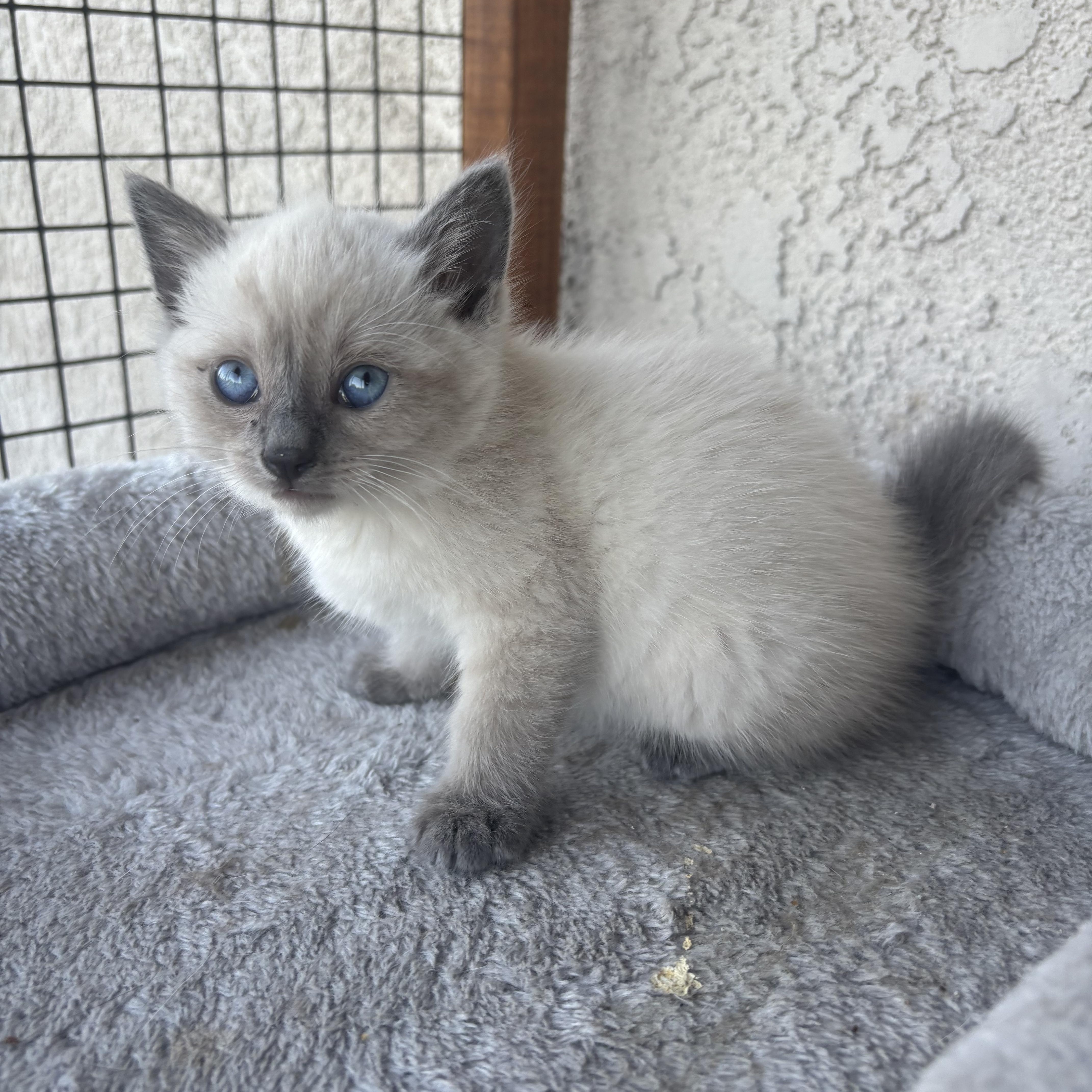 Romeo, ADOPTABLE, Kitten Male Snowshoe.