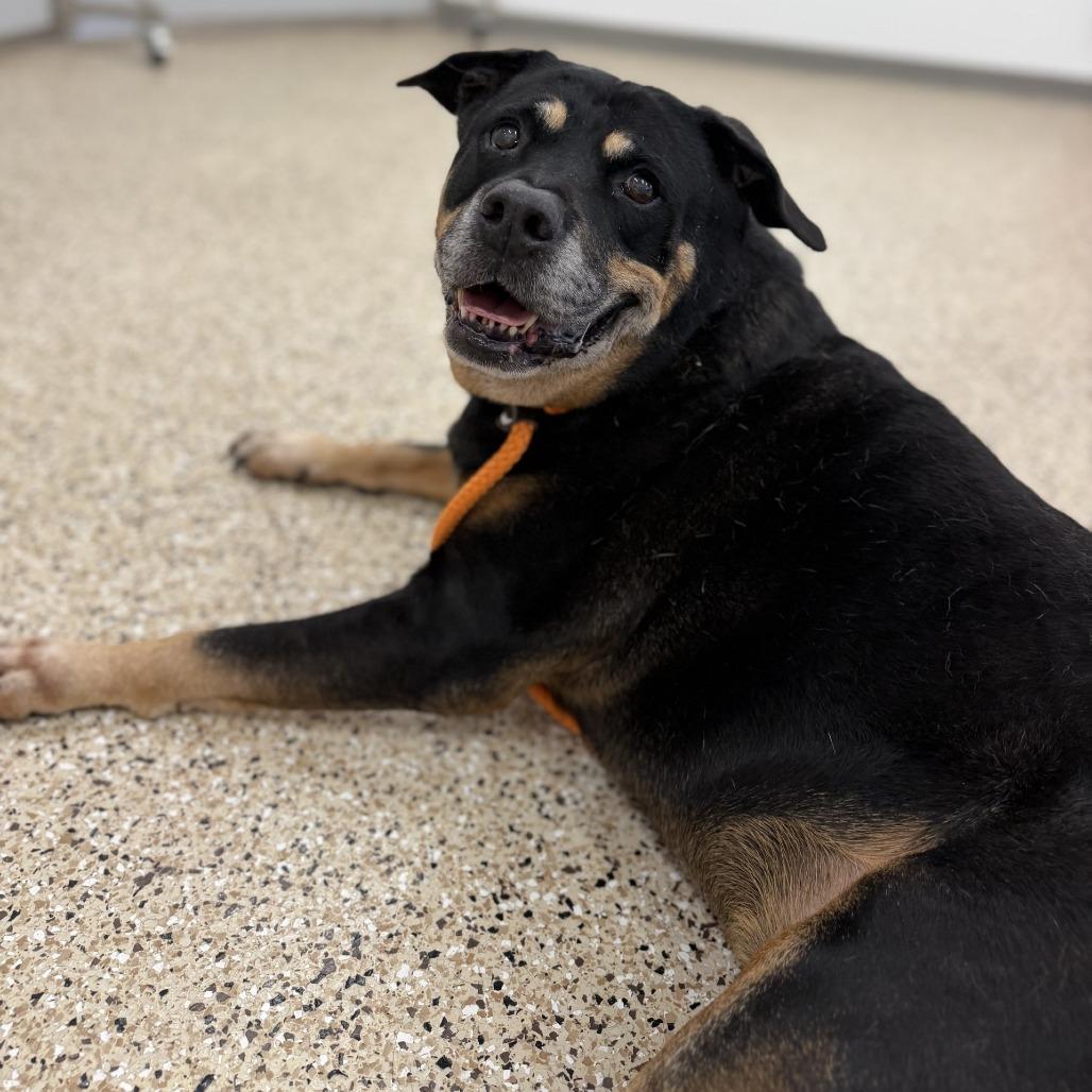 Bones, Adoptable, Senior Male Rottweiler & Mixed Breed.