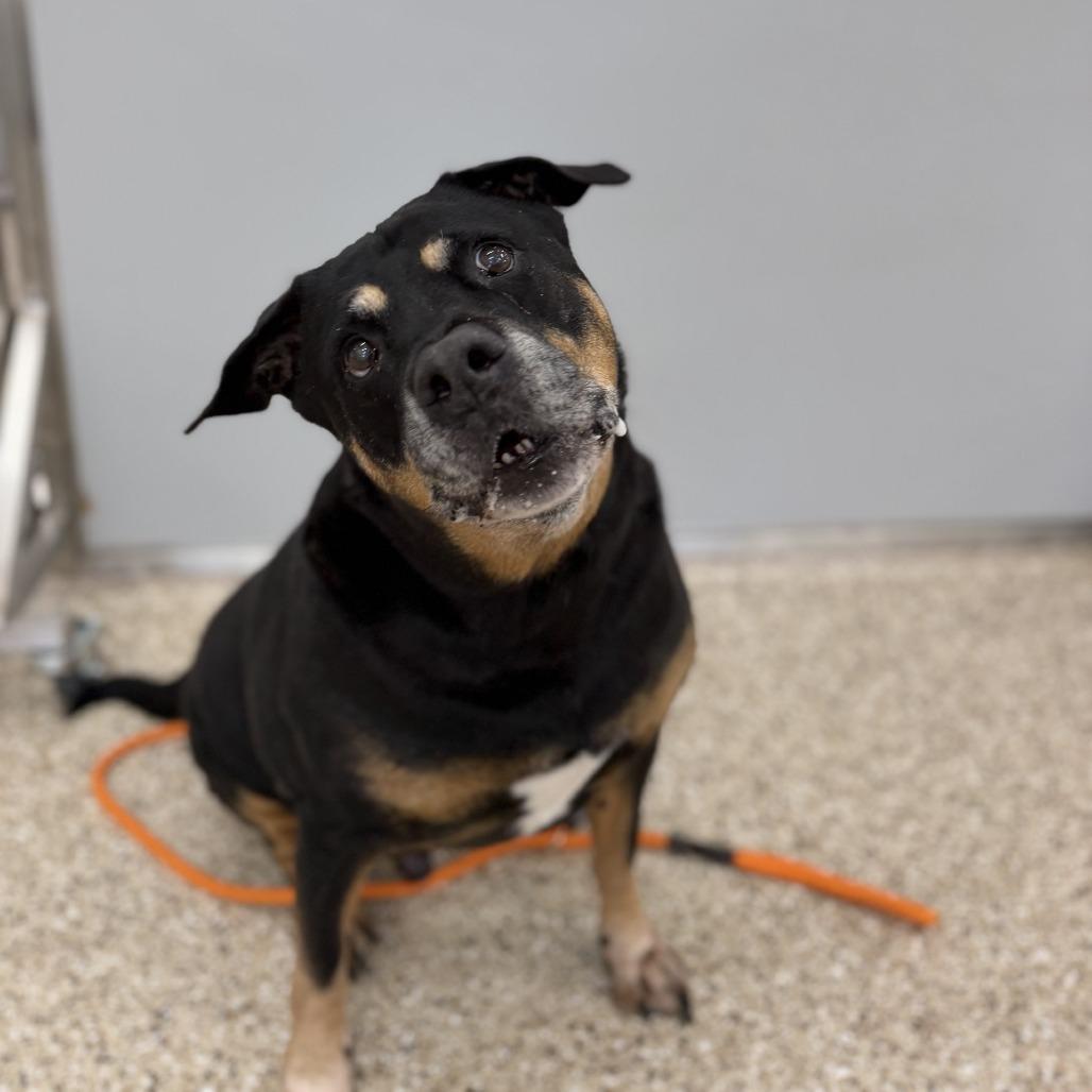 Enlarge Bones, a Adoptable mixed breed in Bullhead City, AZ image 2/3