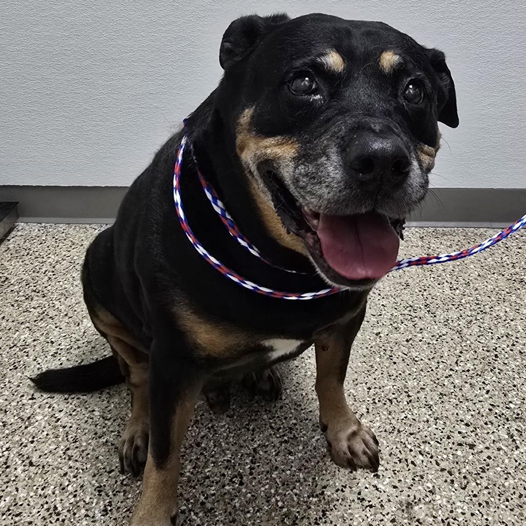 Enlarge Bones, a Adoptable mixed breed in Bullhead City, AZ image 3/3