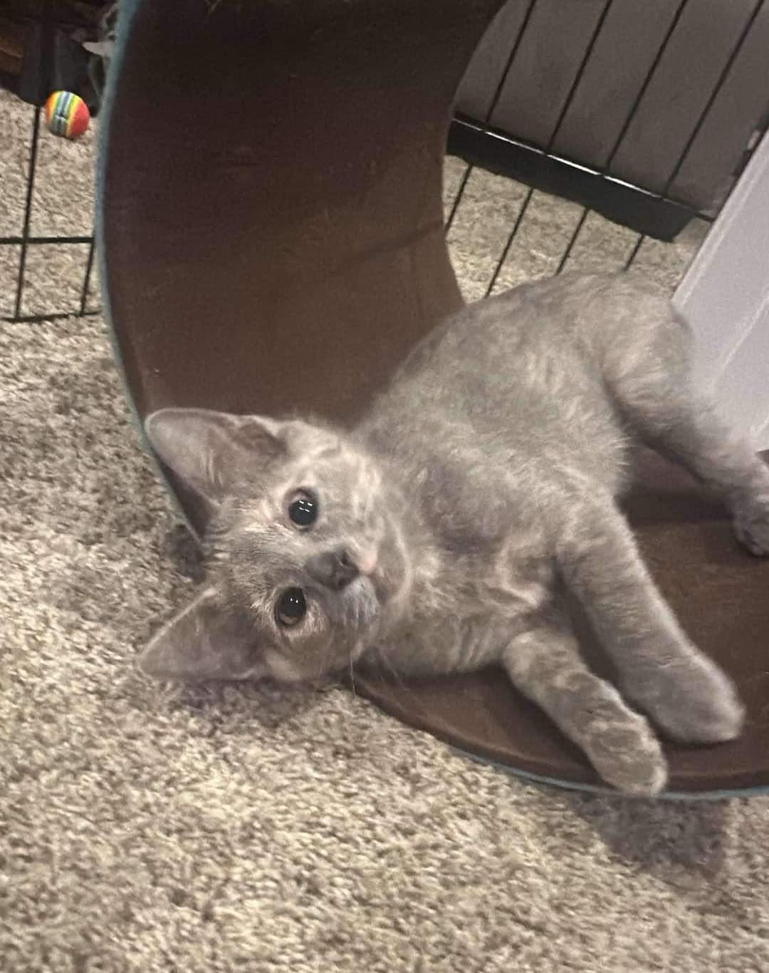 Cat for adoption Bronté soon!), a Domestic Short Hair in