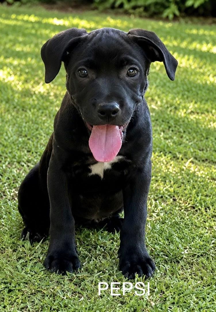 Enlarge Pepsi, an adopted mixed breed in Toms River, NJ image 1/1