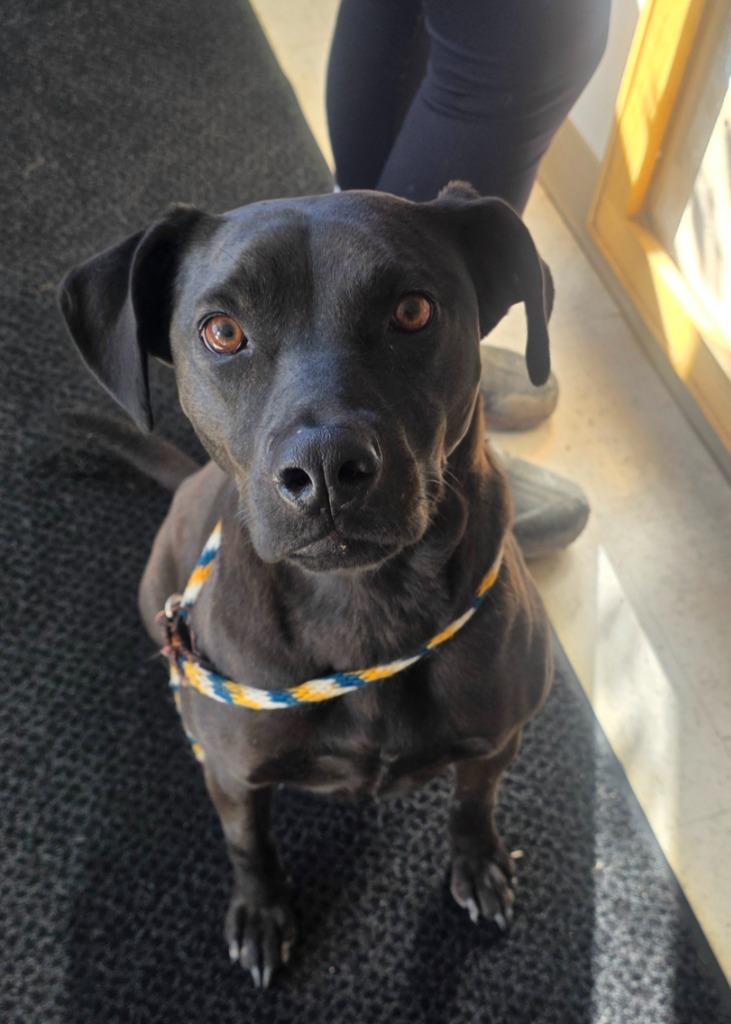 Dessa, Adoptable, Adult Female Mixed Breed.