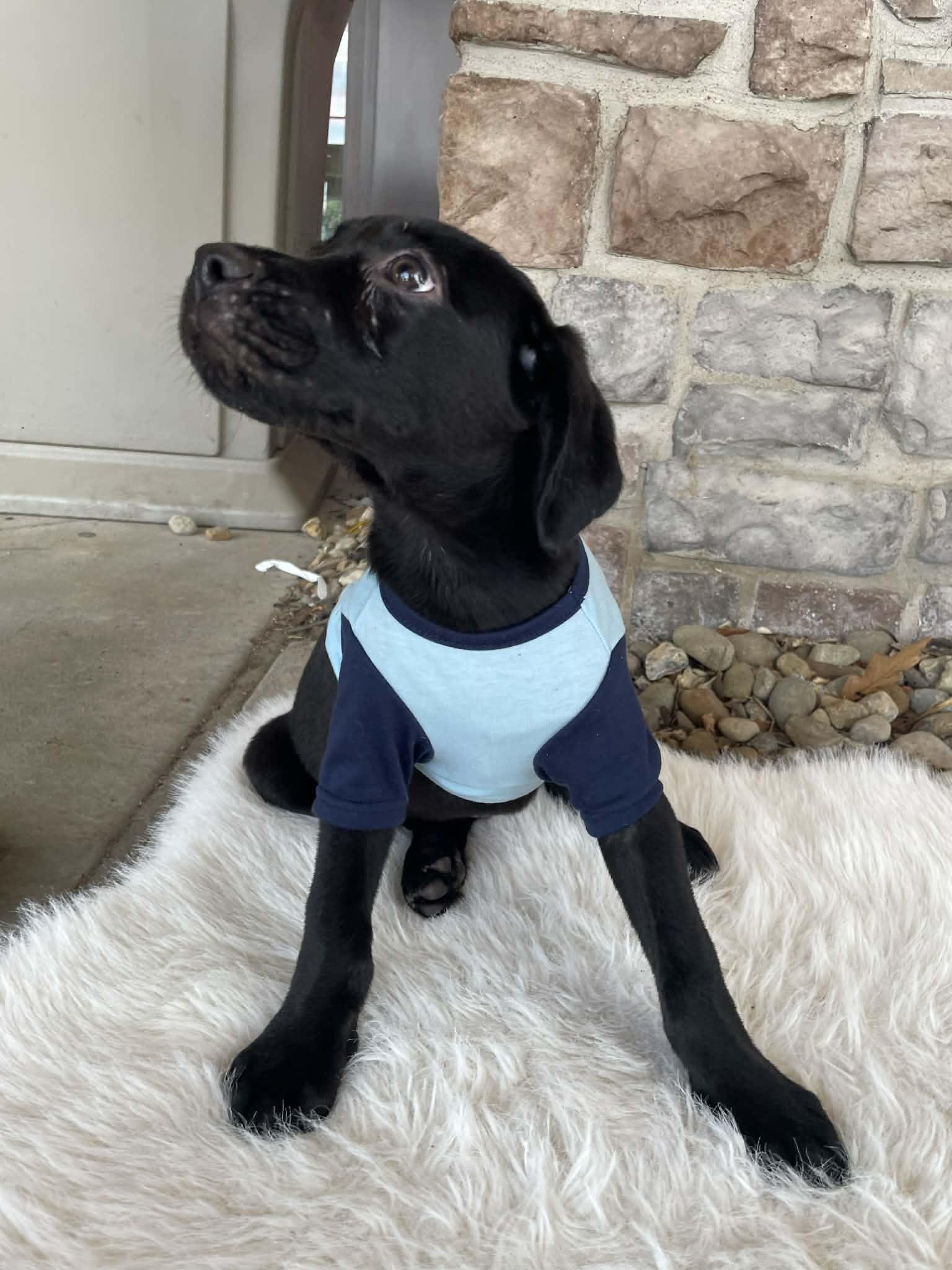Jack McCoy, a Adoptable mixed breed in Florissant, MO image 2/4