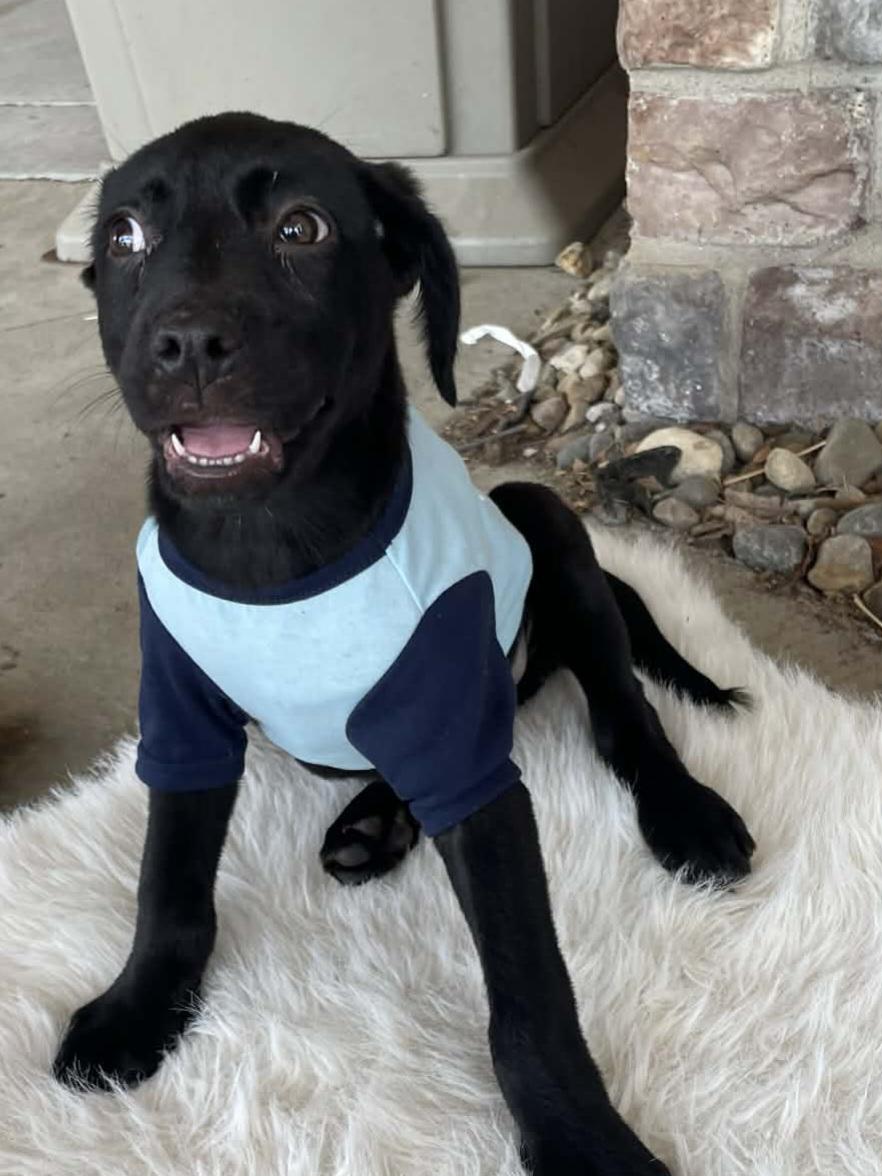 Jack McCoy, a Adoptable mixed breed in Florissant, MO image 3/4