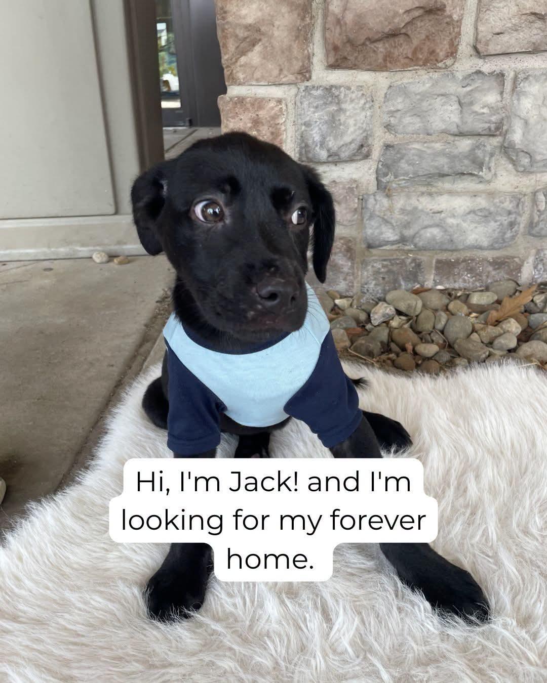 Jack McCoy, a Adoptable mixed breed in Florissant, MO image 4/4