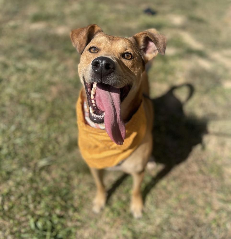 Enlarge Bentley Cole, a Adoptable mixed breed in Dickson, TN image 1/6