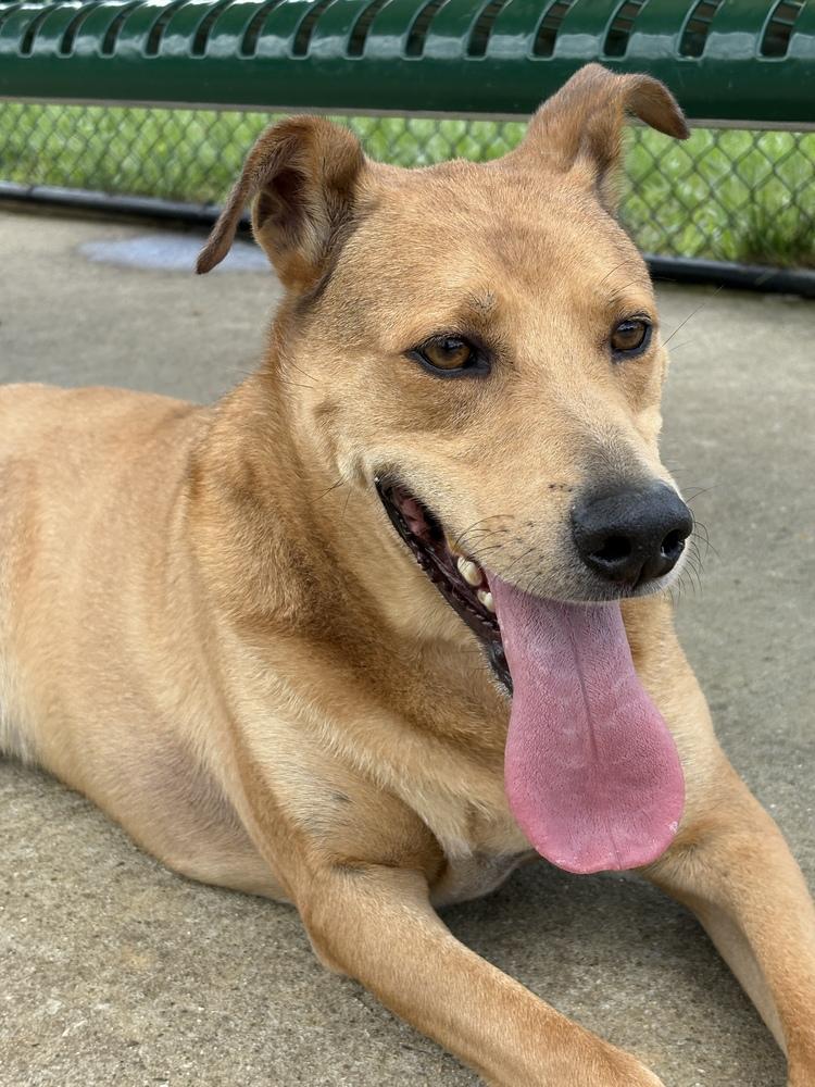 Enlarge Bentley Cole, a Adoptable mixed breed in Dickson, TN image 2/6