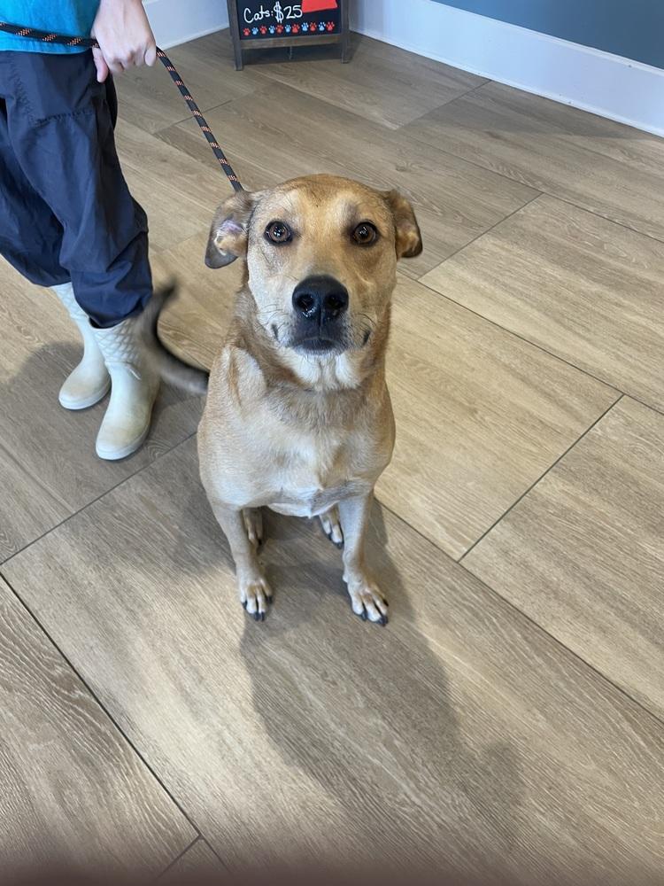 Enlarge Bentley Cole, a Adoptable mixed breed in Dickson, TN image 3/6