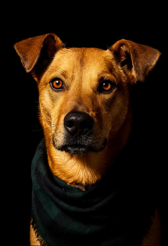 Enlarge Bentley Cole, a Adoptable mixed breed in Dickson, TN image 4/6