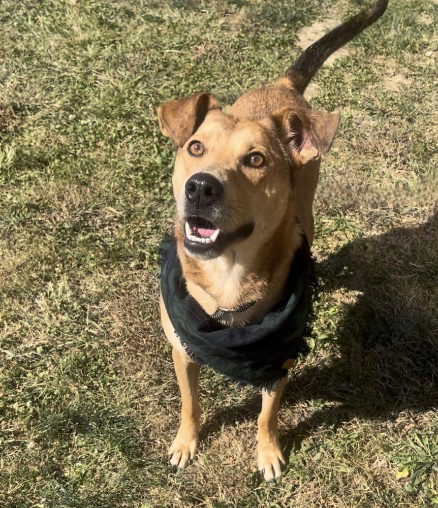 Enlarge Bentley Cole, a Adoptable mixed breed in Dickson, TN image 5/6