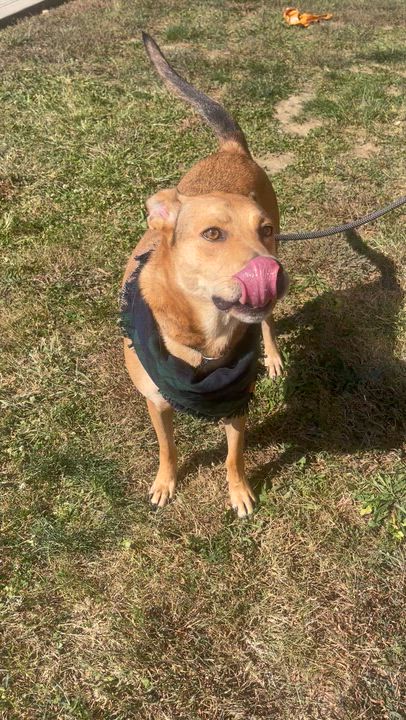 Enlarge Bentley Cole, a Adoptable mixed breed in Dickson, TN video 6/6