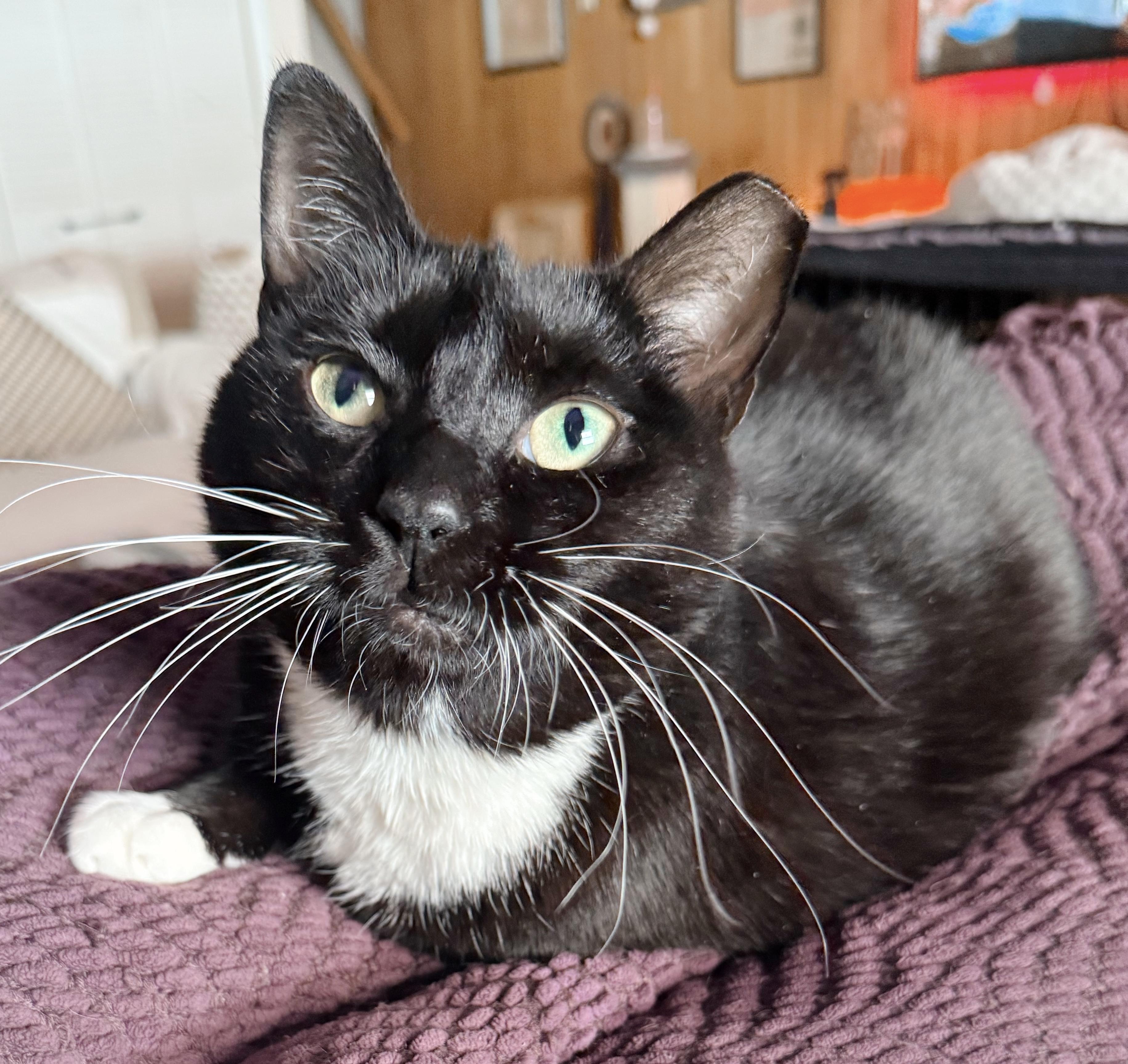 Enlarge Nessy , a ADOPTABLE Tuxedo in Philadelphia, PA image 1/6