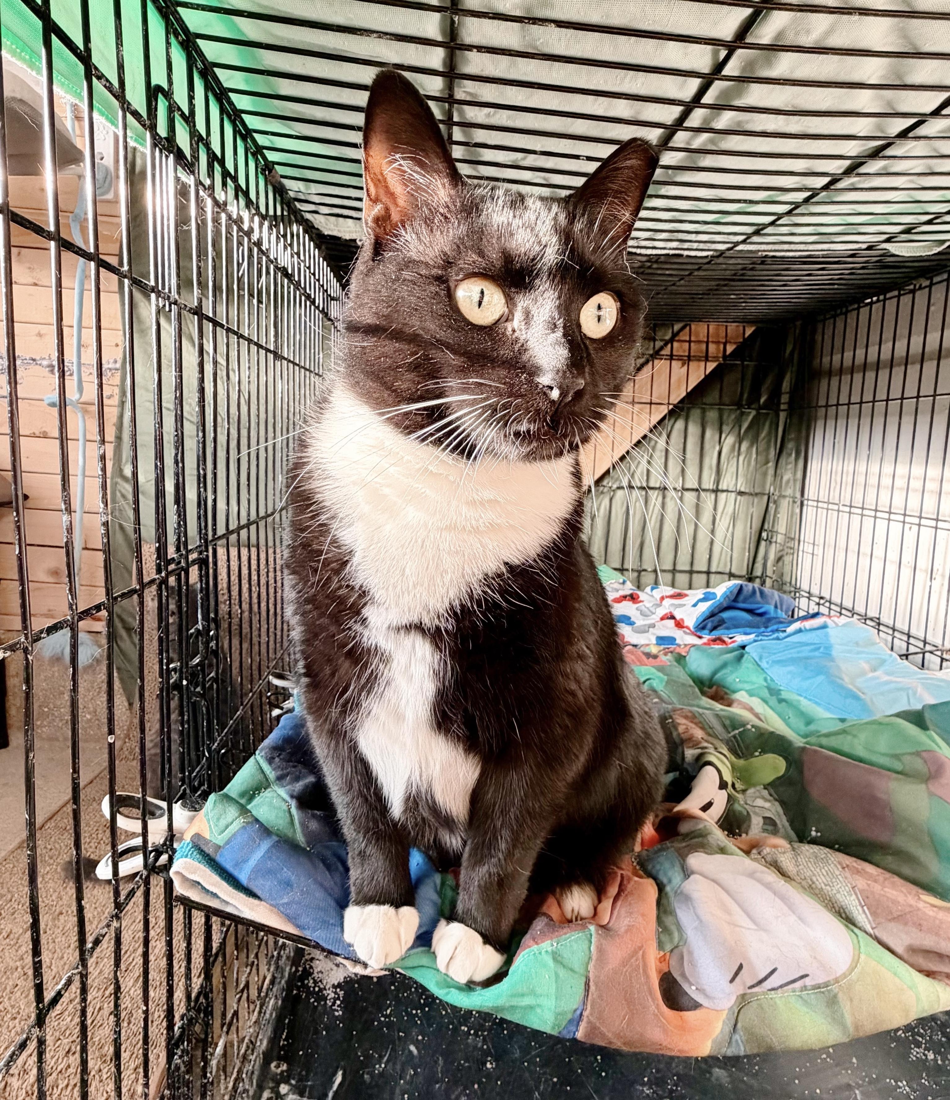 Nessy , a ADOPTABLE Tuxedo in Philadelphia, PA image 3/5