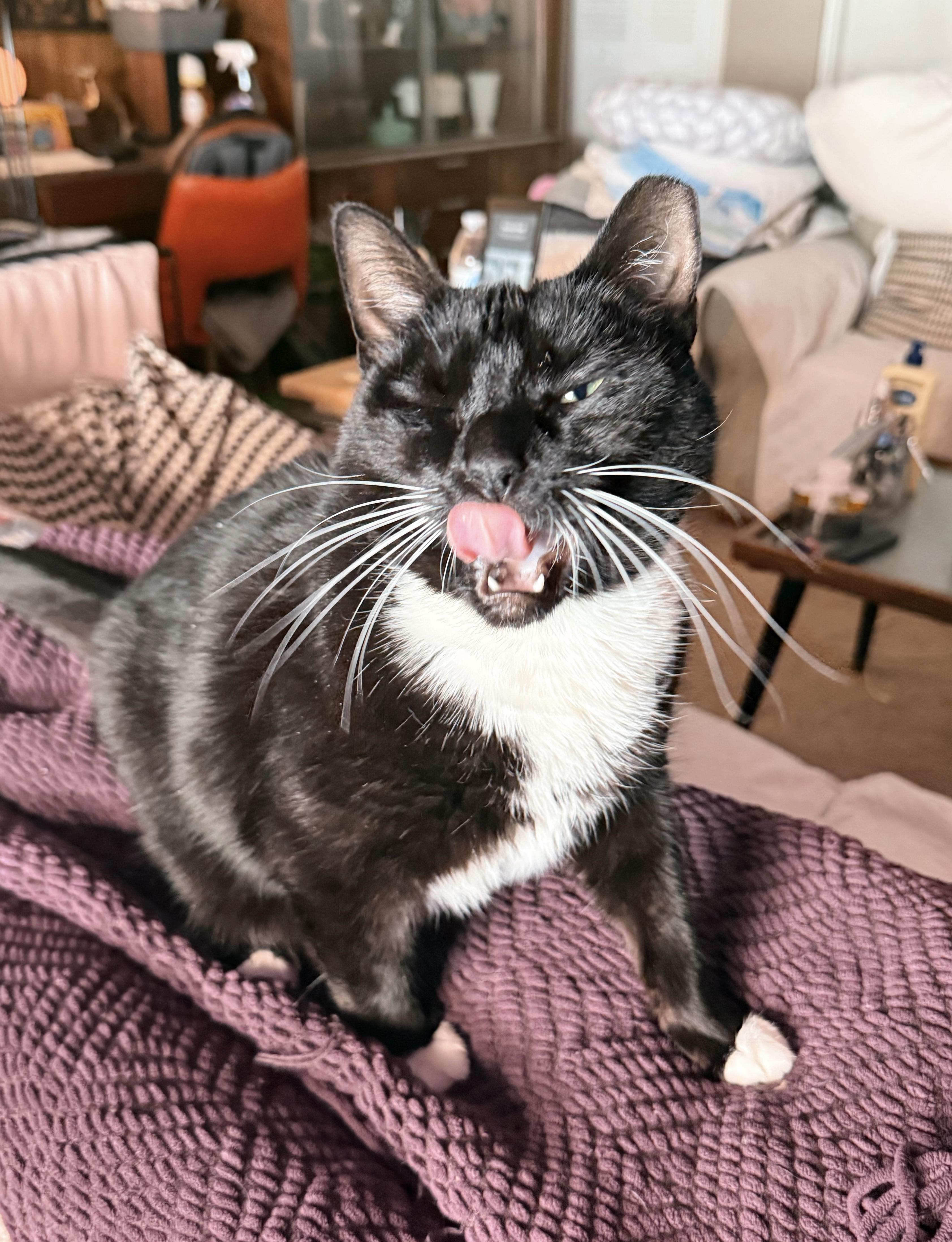 Enlarge Nessy , a ADOPTABLE Tuxedo in Philadelphia, PA image 6/6