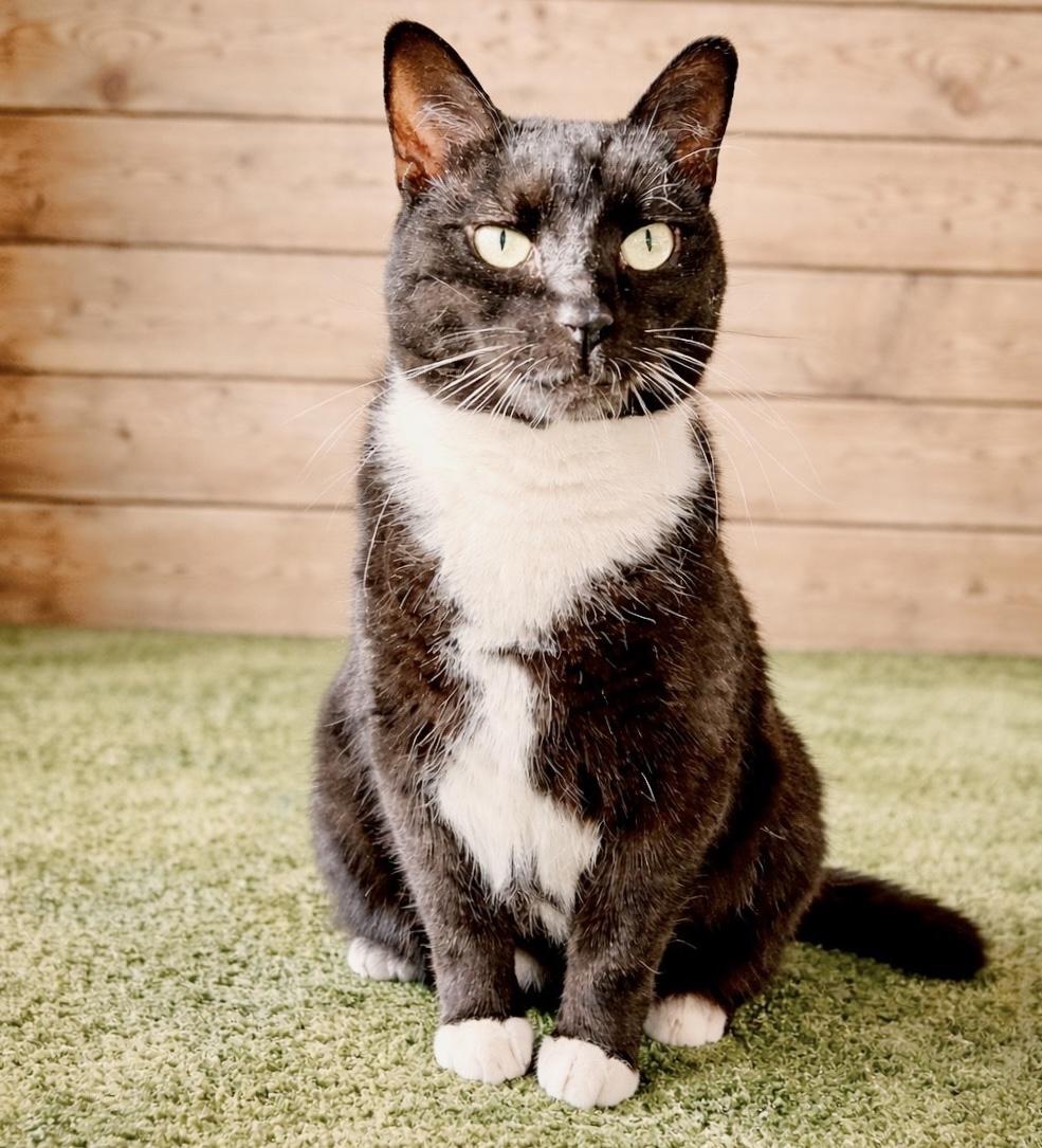 Nessy , a ADOPTABLE Tuxedo in Philadelphia, PA image 1/5