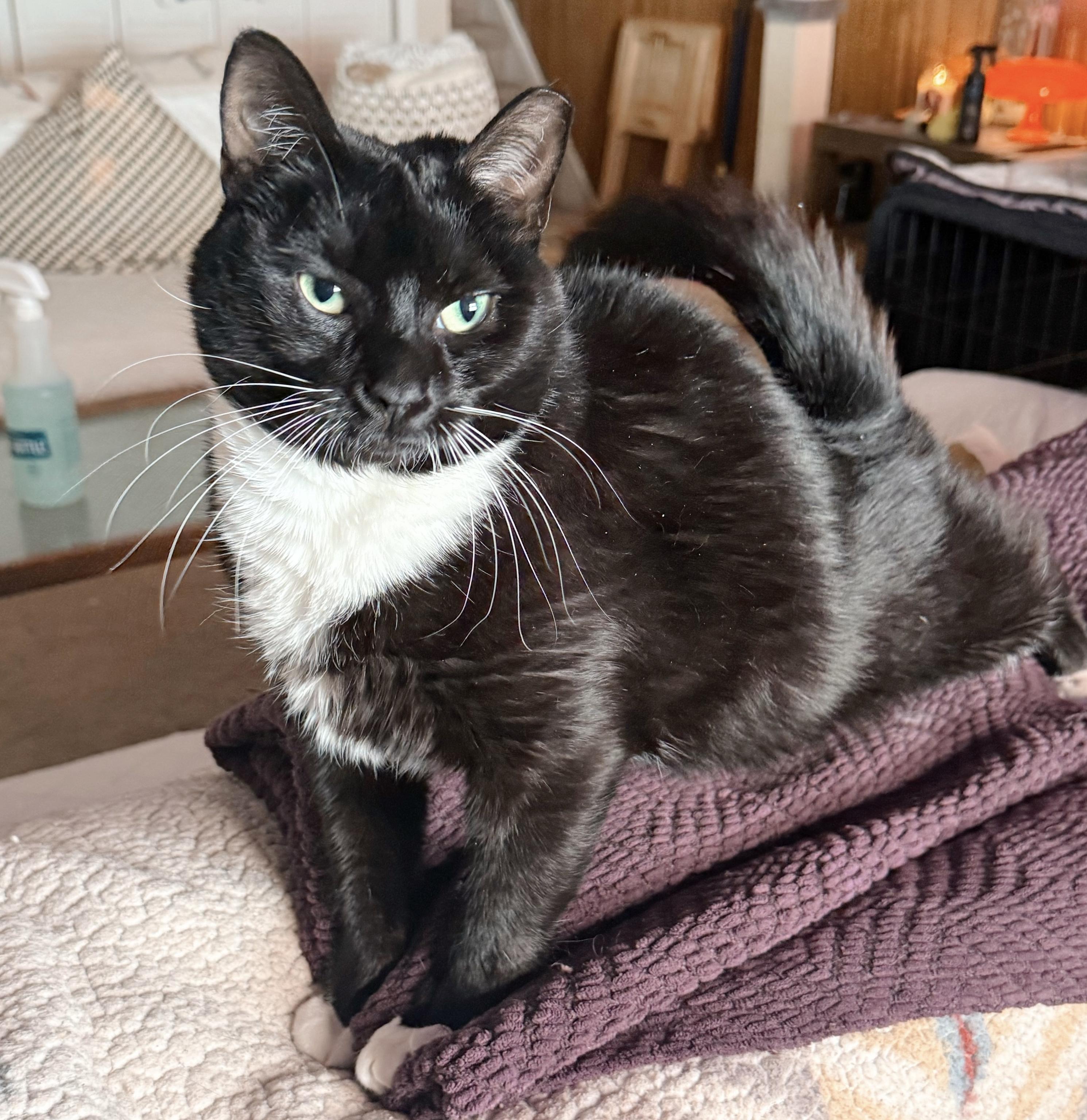 Enlarge Nessy , a ADOPTABLE Tuxedo in Philadelphia, PA image 4/6