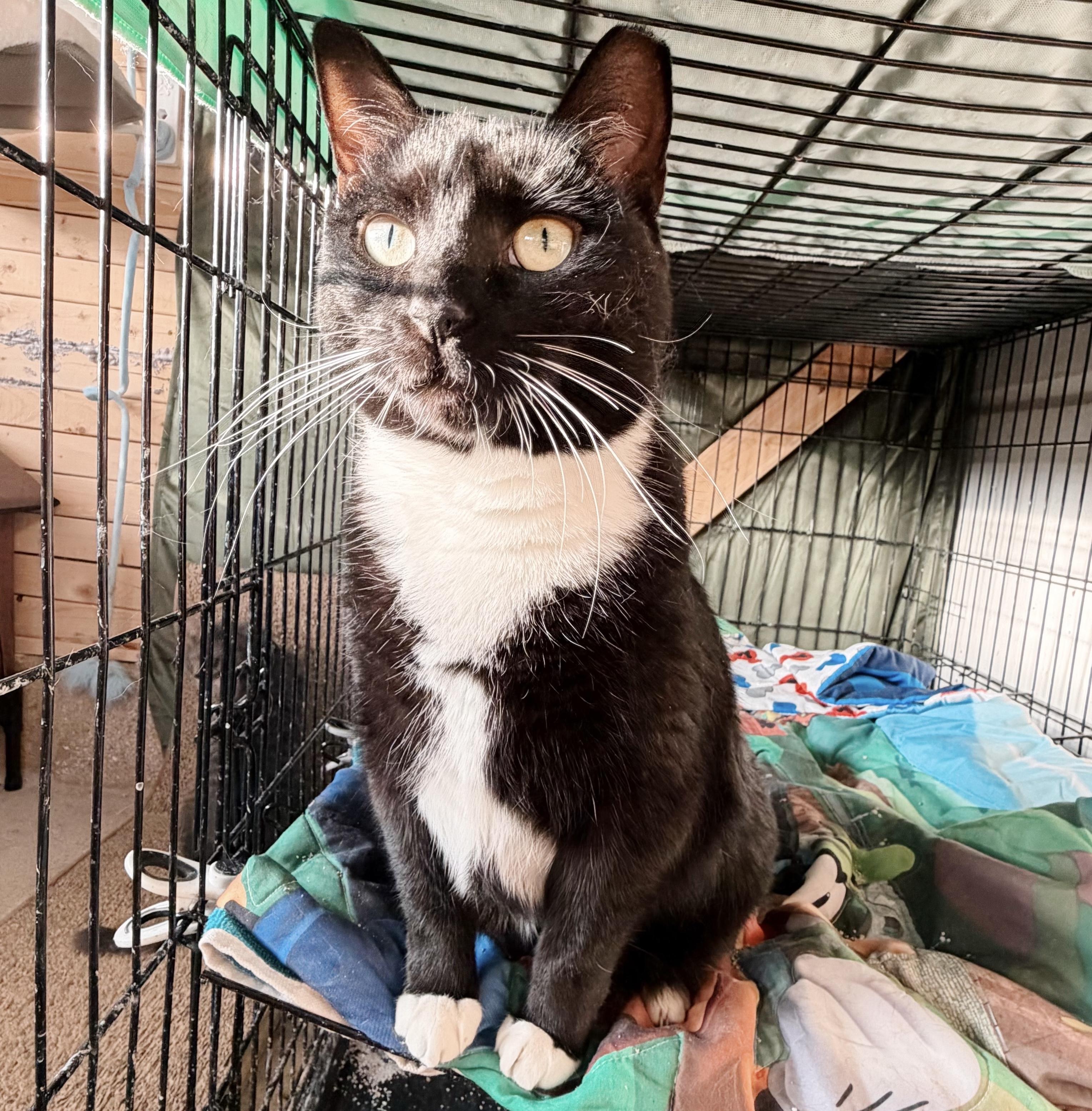 Nessy , a ADOPTABLE Tuxedo in Philadelphia, PA image 4/5
