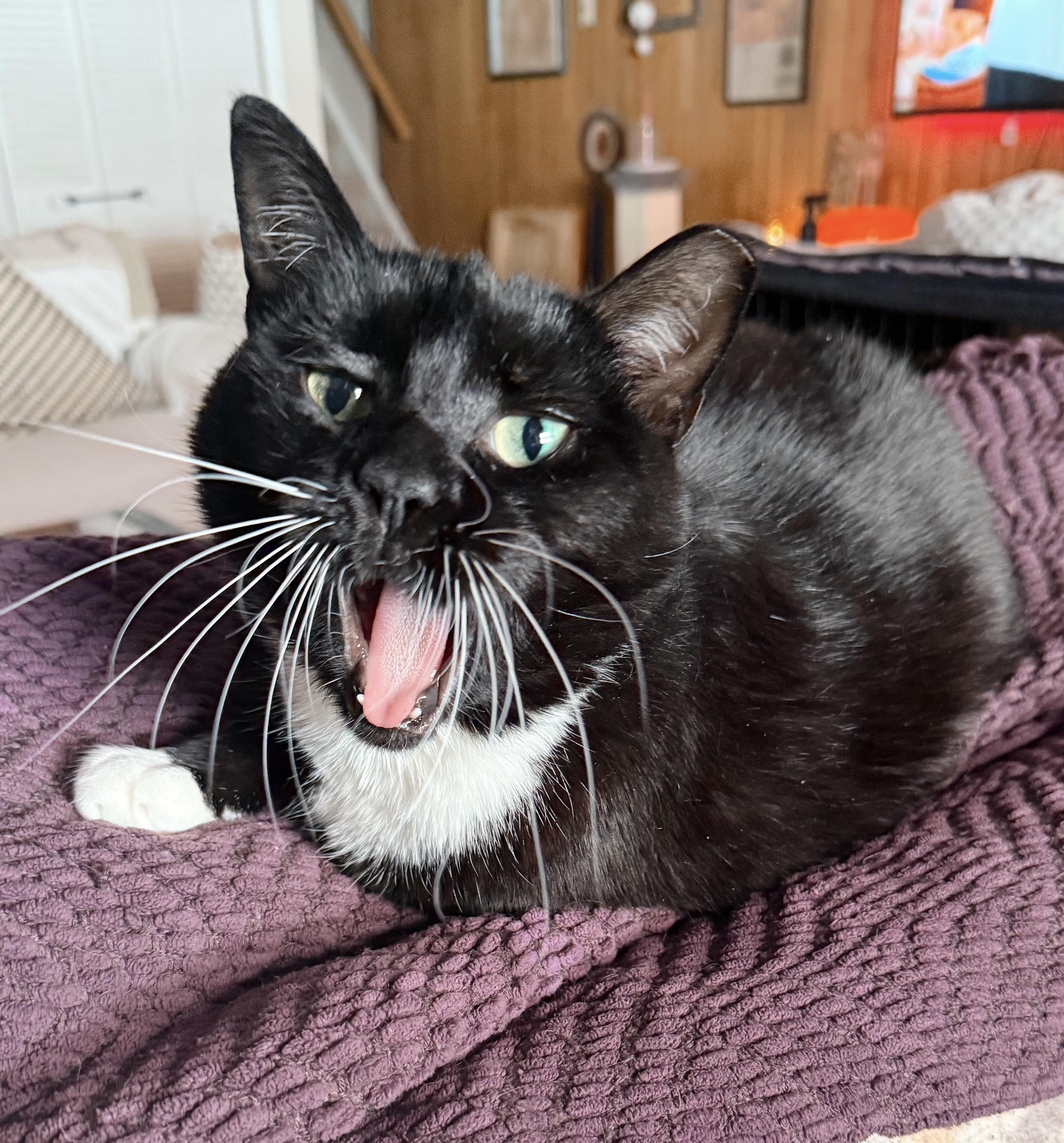 Enlarge Nessy , a ADOPTABLE Tuxedo in Philadelphia, PA image 5/6