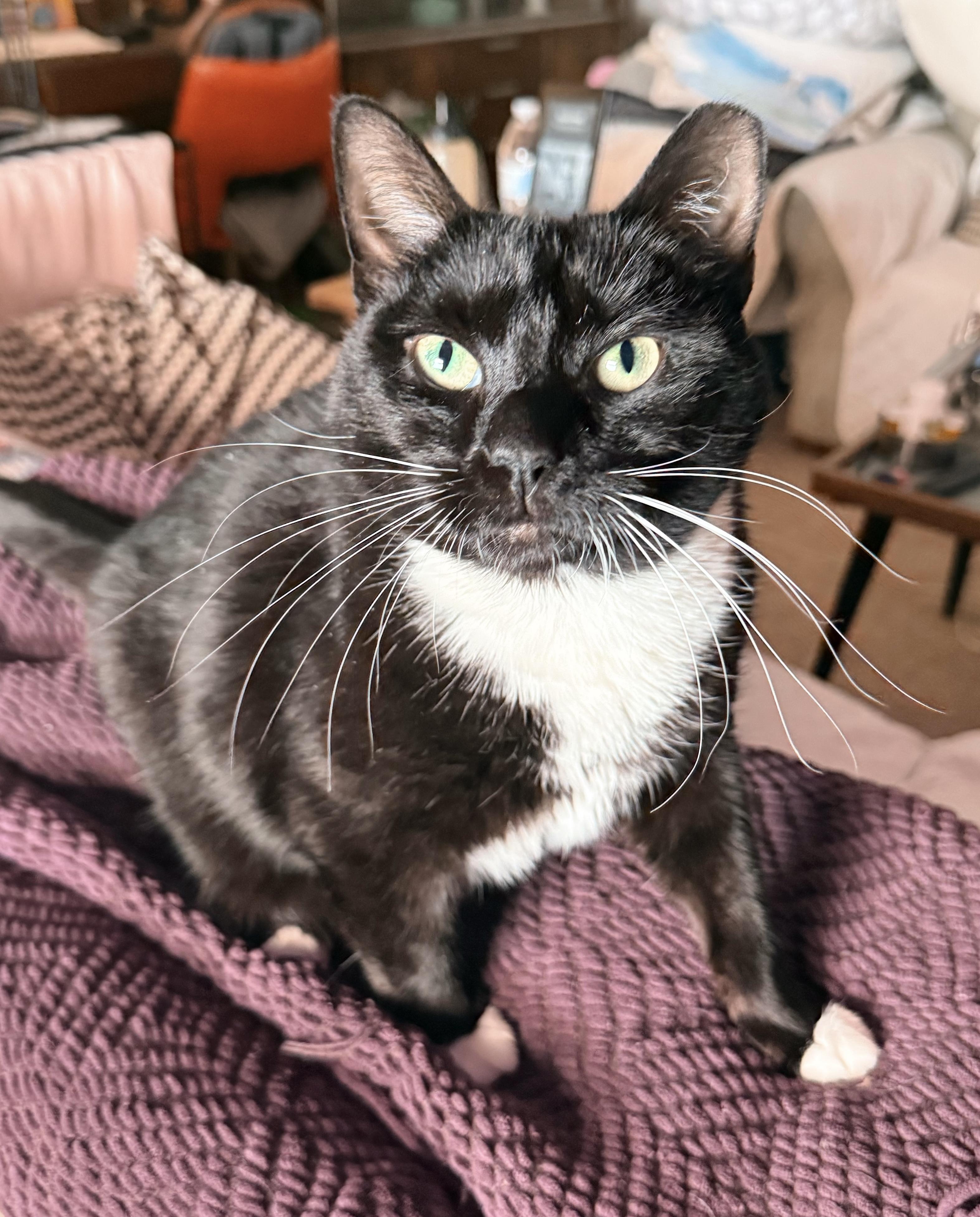 Enlarge Nessy , a ADOPTABLE Tuxedo in Philadelphia, PA image 3/6