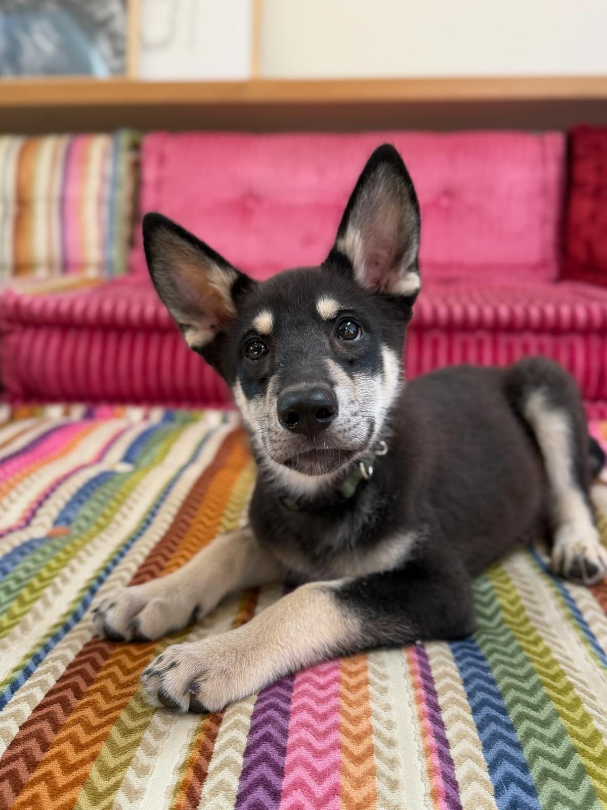 Enlarge Maverick, a Adoptable German Shepherd Dog in Los Angeles, CA image 3/6
