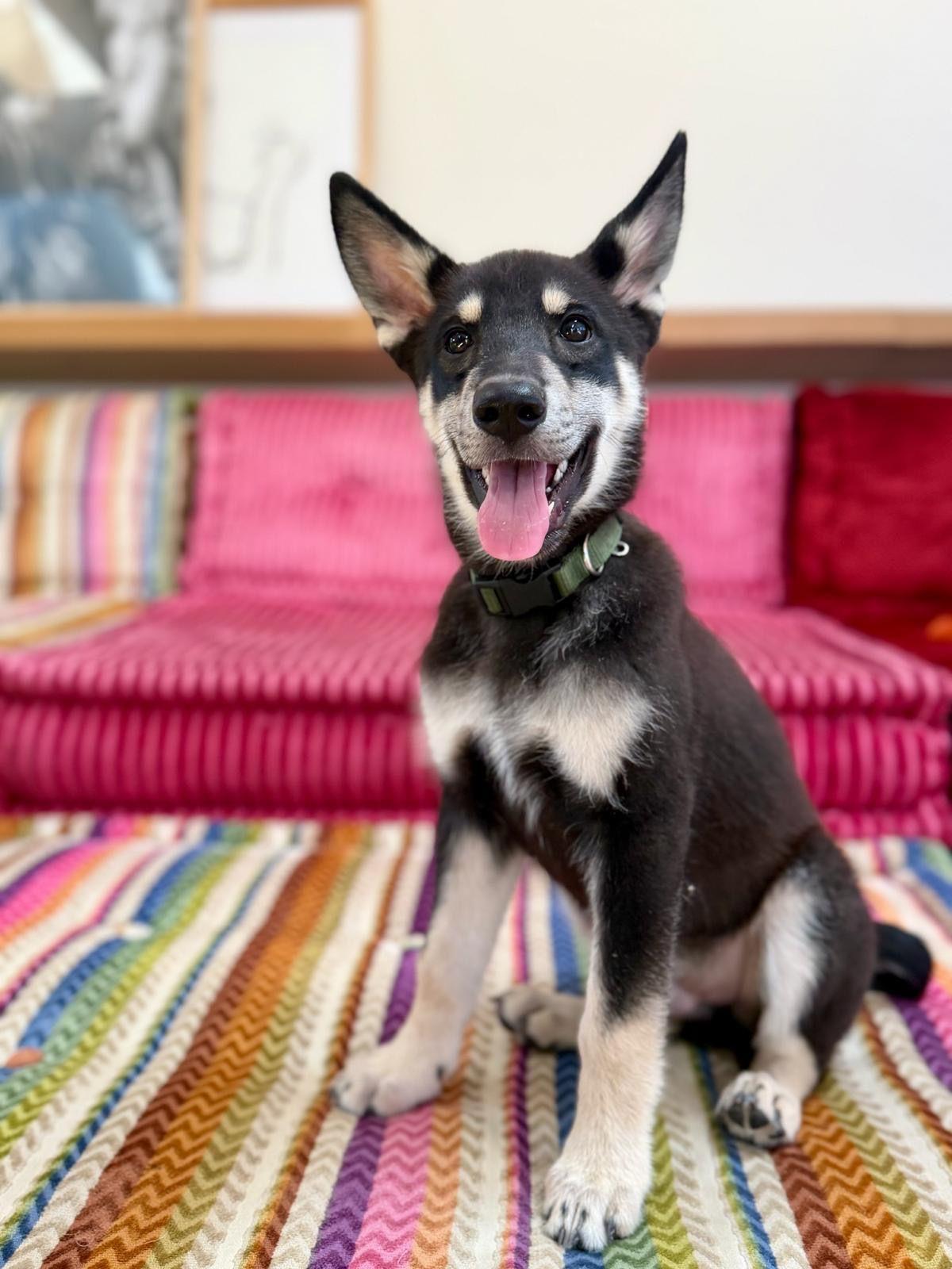 Enlarge Maverick, a Adoptable German Shepherd Dog in Los Angeles, CA image 5/6