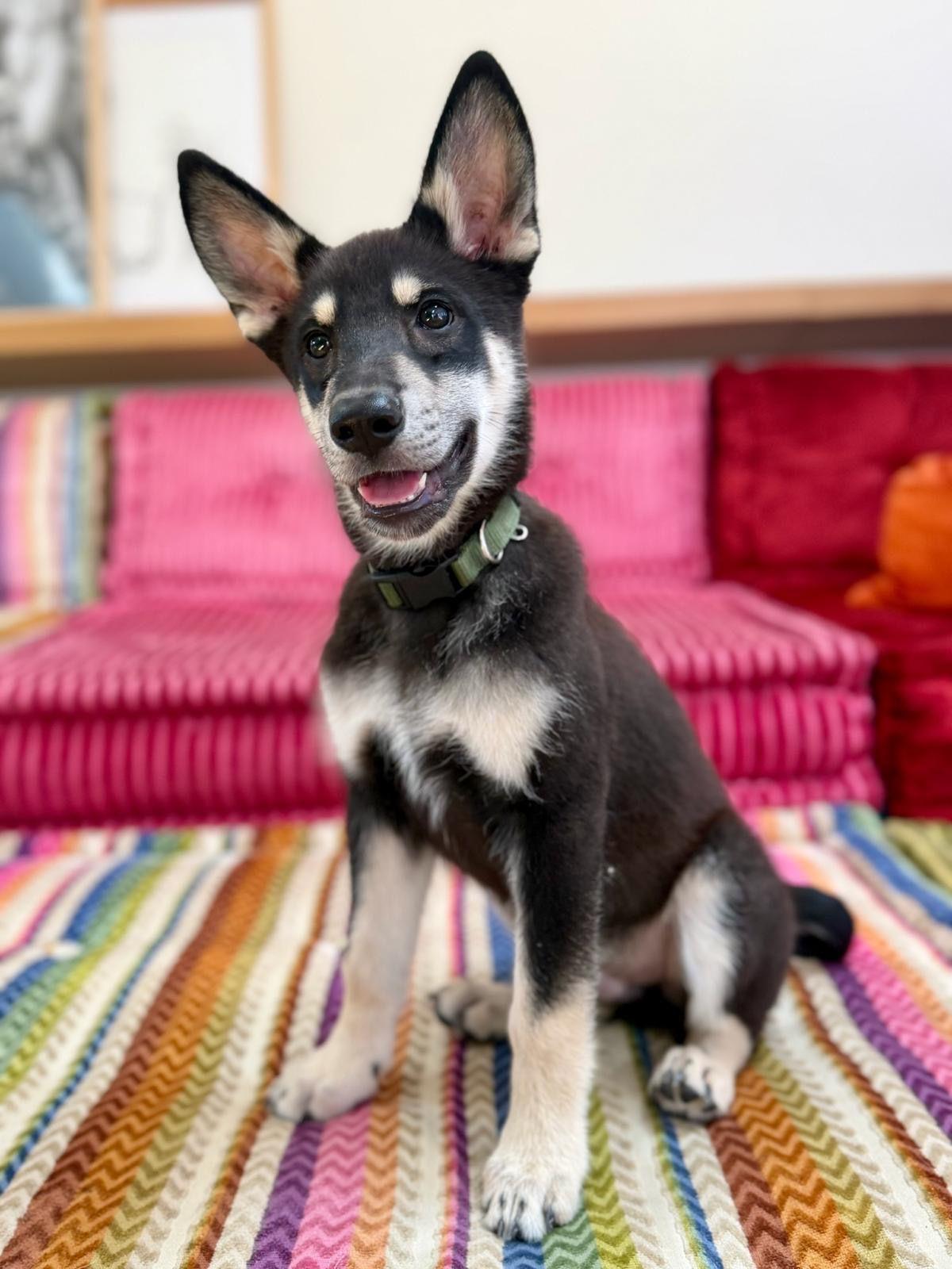 Maverick, Adoptable, Puppy Male German Shepherd Dog.