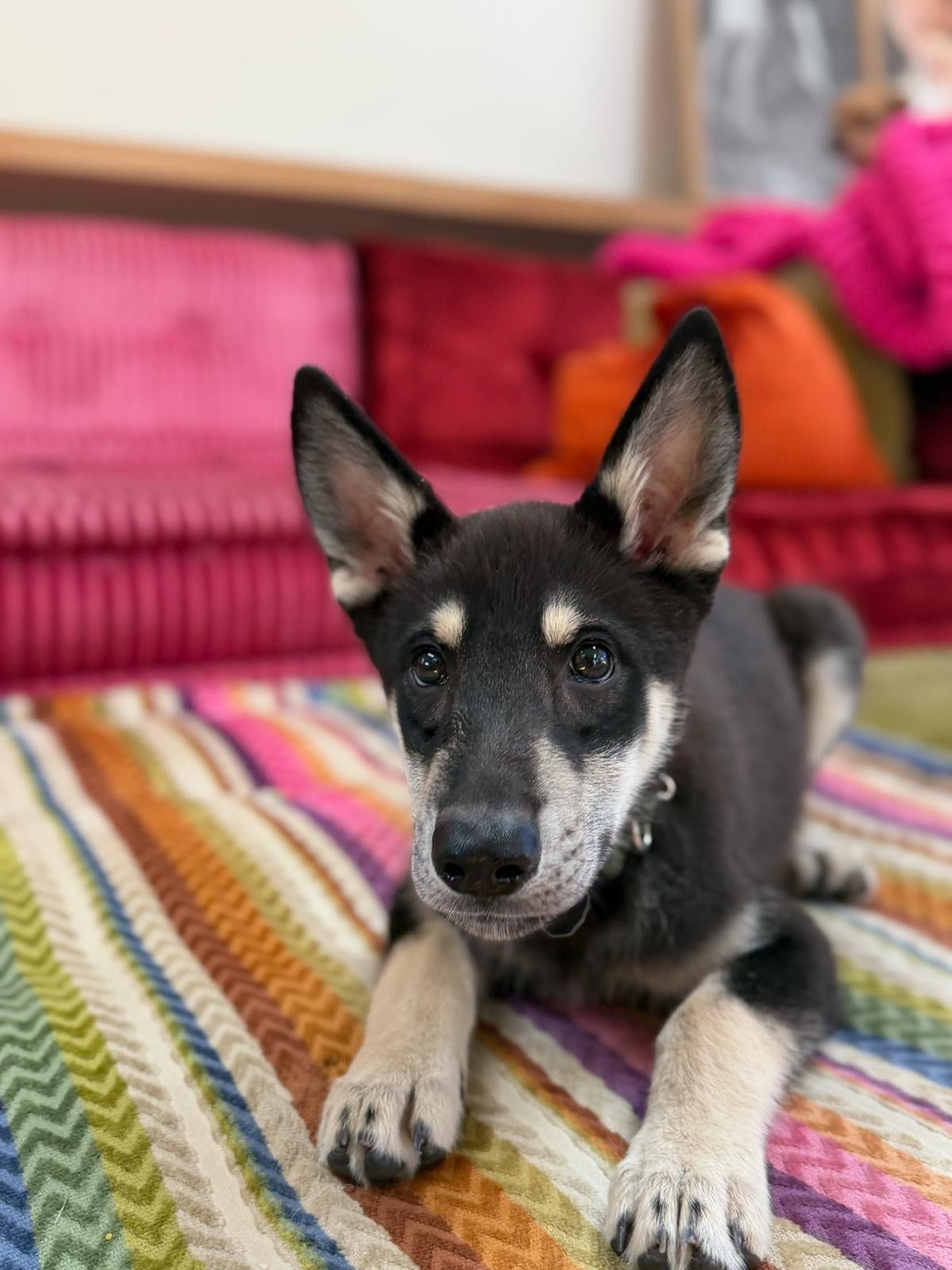 Enlarge Maverick, a Adoptable German Shepherd Dog in Los Angeles, CA image 4/6