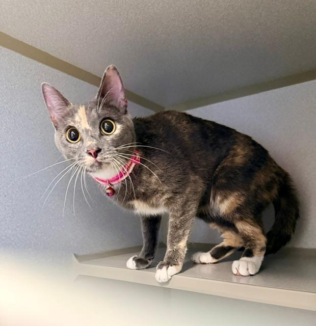 Malmal, ADOPTABLE, Kitten Female Domestic Short Hair.