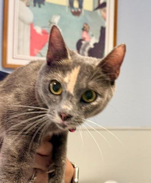 Enlarge Malmal, a ADOPTABLE Domestic Short Hair in Winter Haven, FL image 2/2
