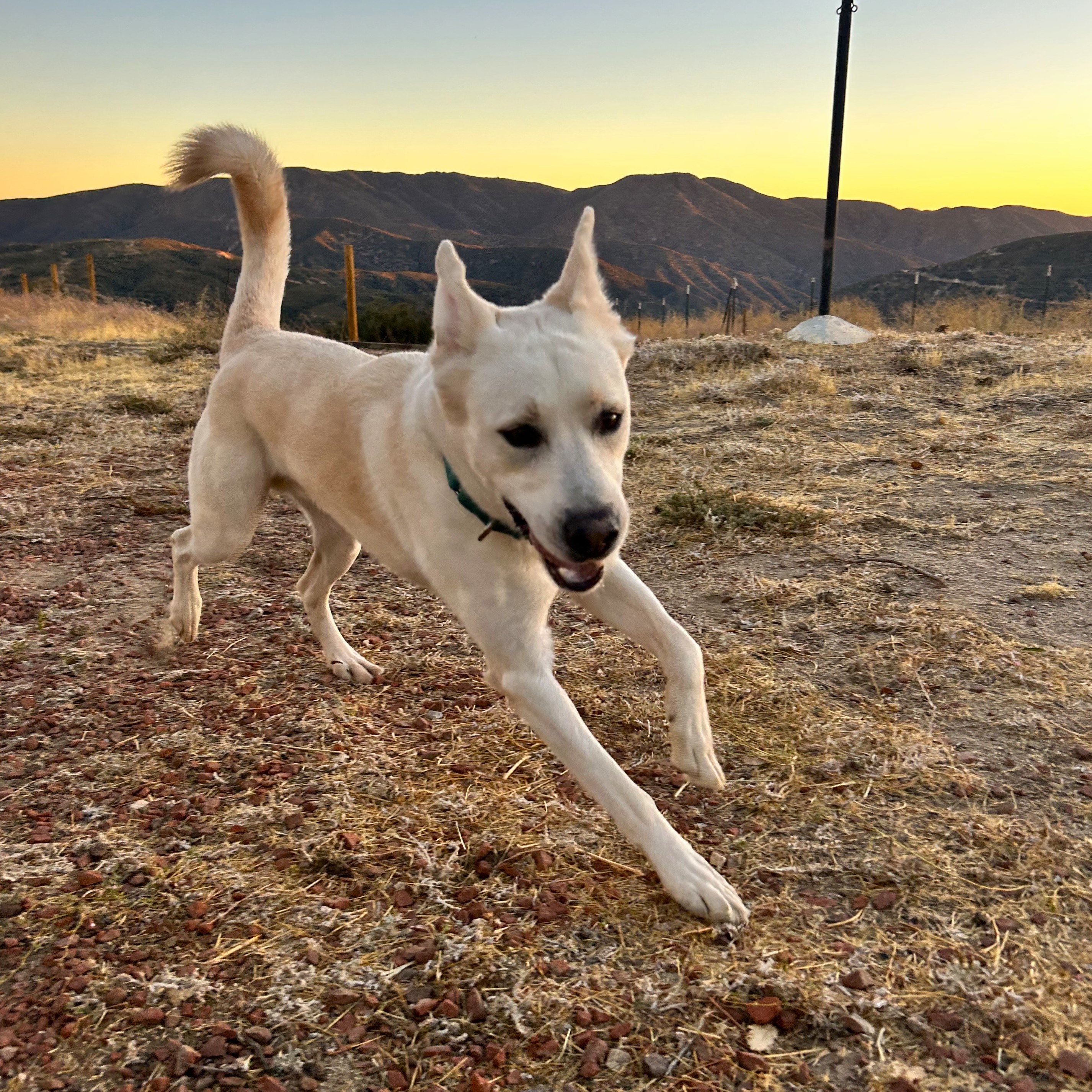 Tony _ Silly and Sweet, Adoptable, Adult Male White German Shepherd & Labrador Retriever.